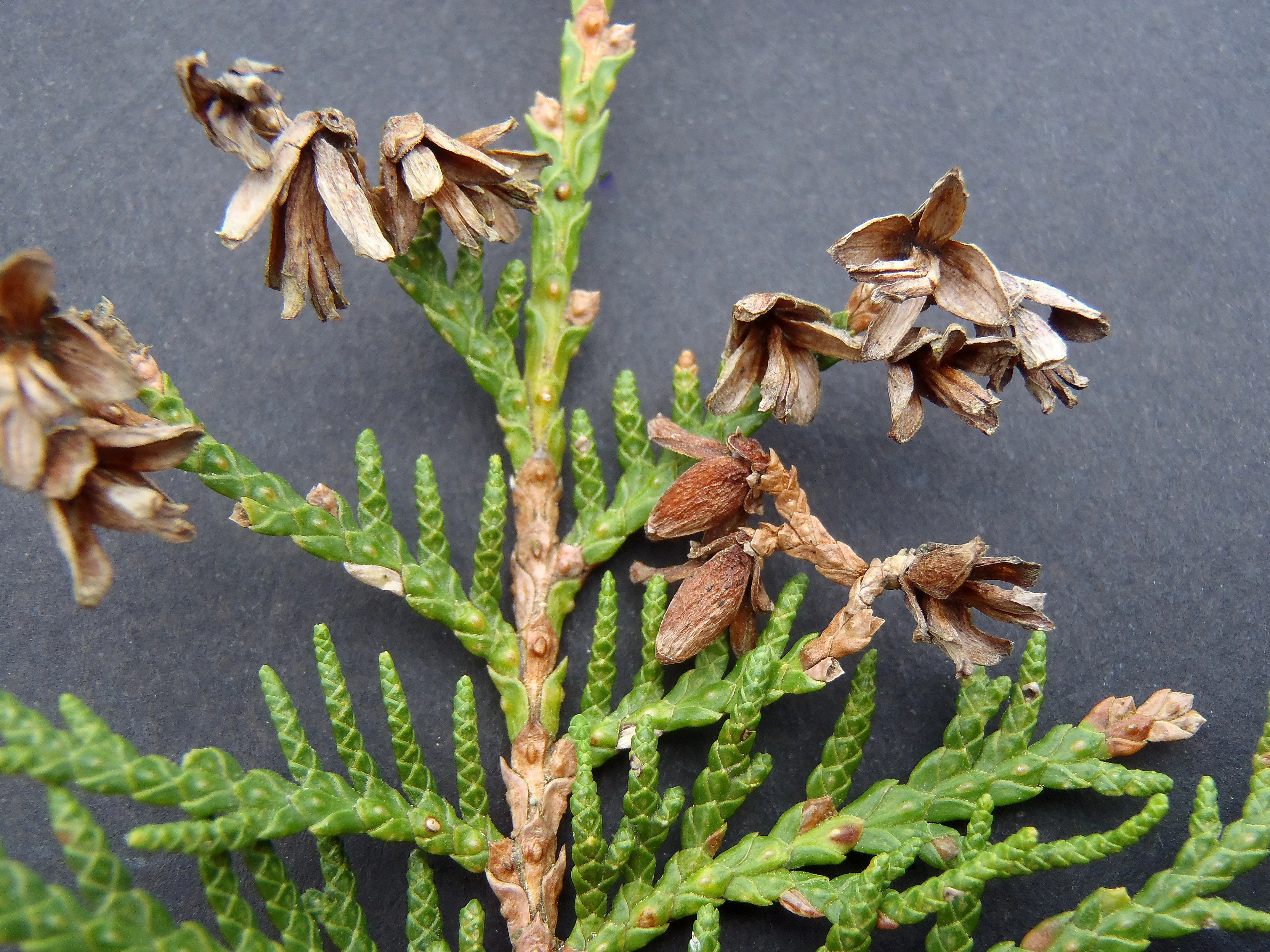 : Thuja occidentalis.