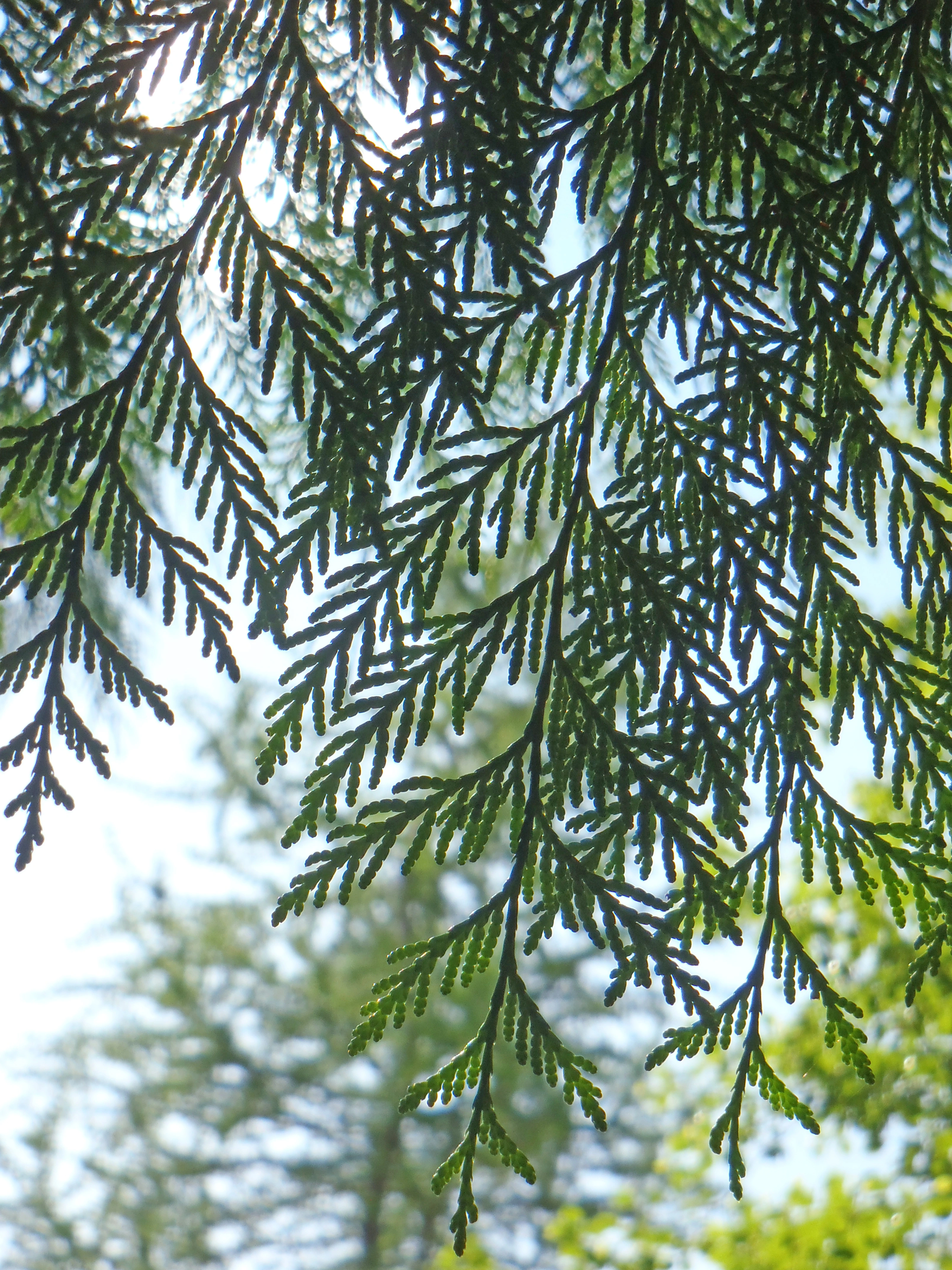 : Thuja plicata.