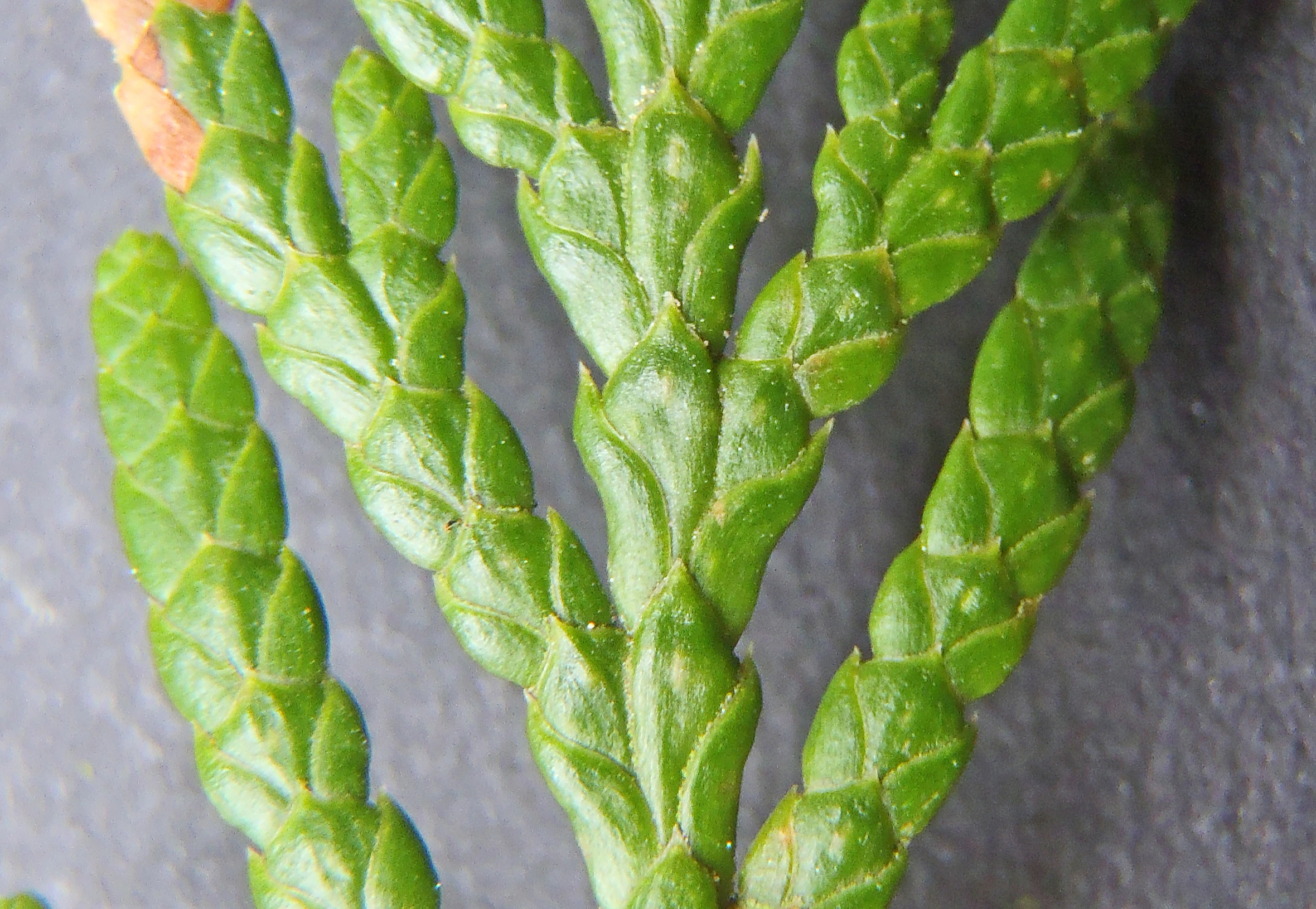 : Thuja plicata.