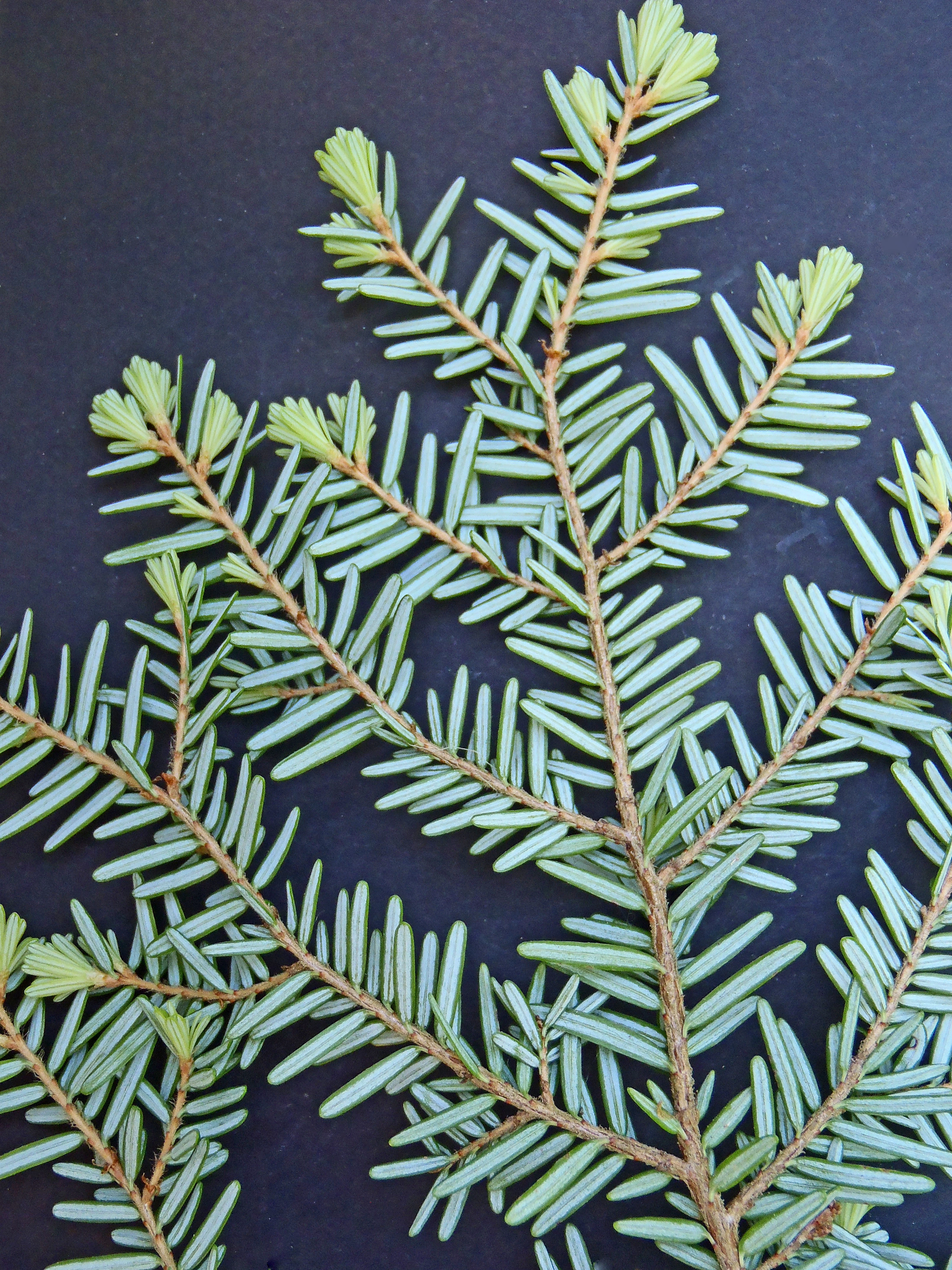 : Tsuga heterophylla.