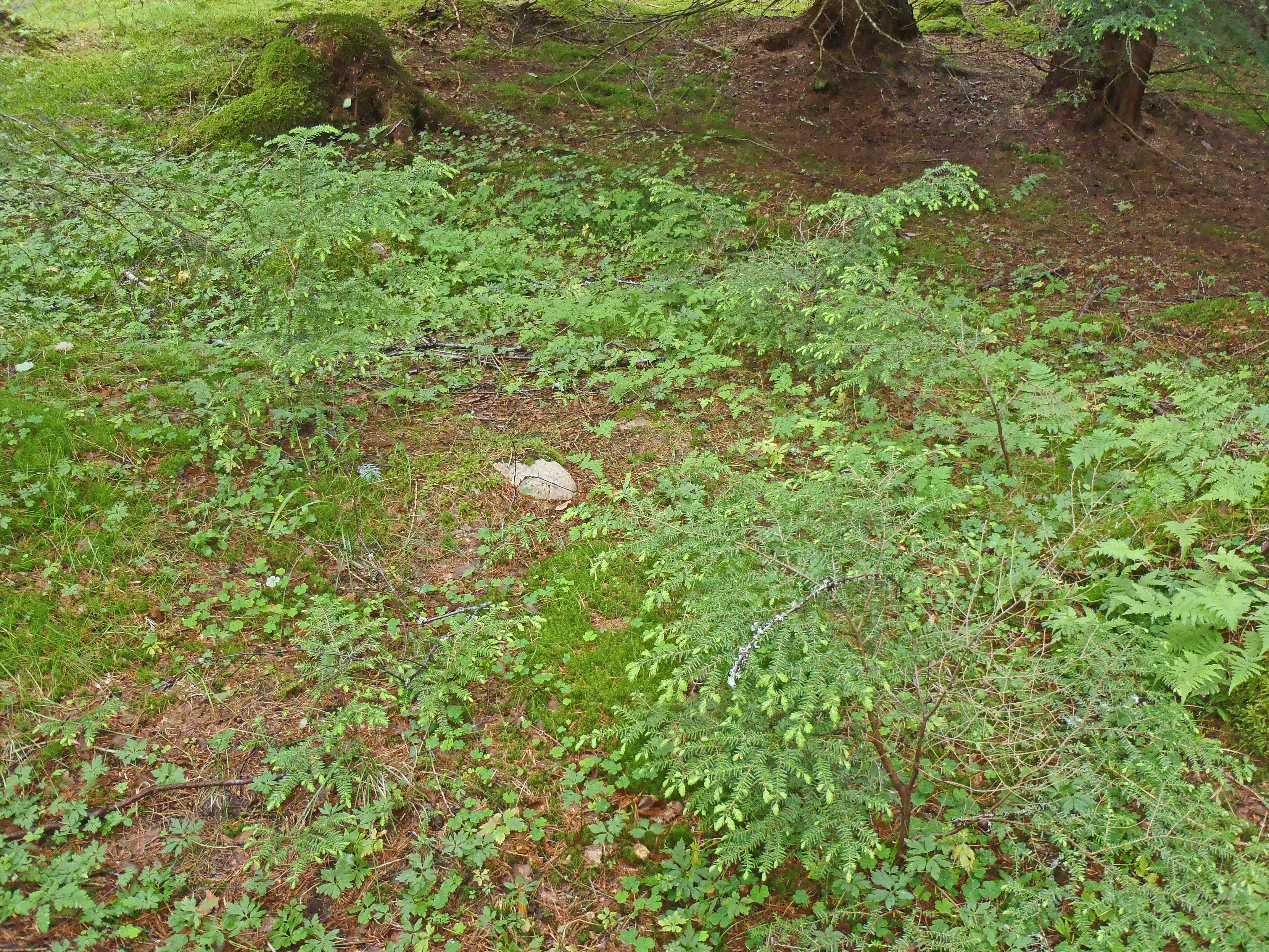 : Tsuga heterophylla.