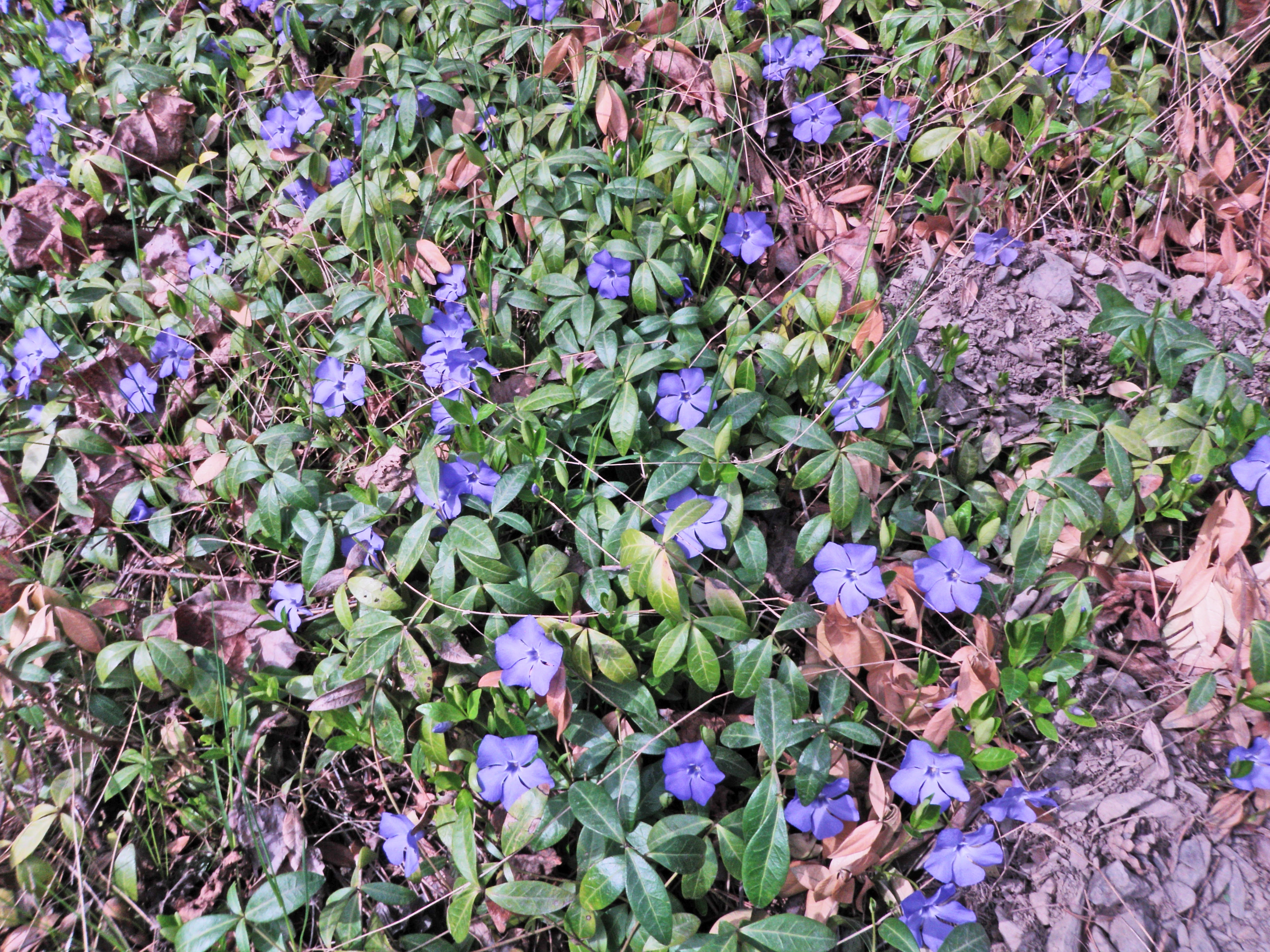 : Vinca minor.