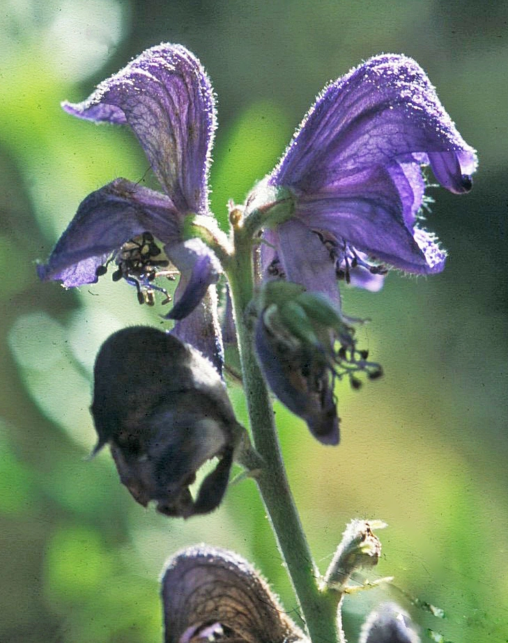 : Aconitum napellus.