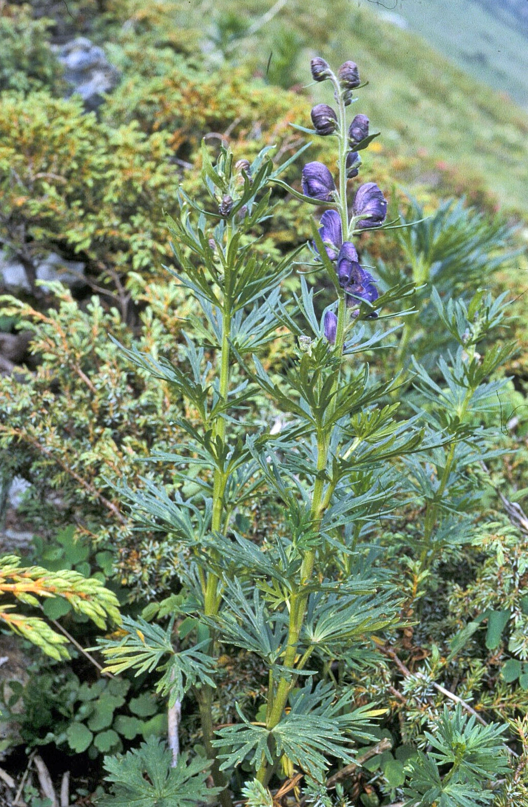 : Aconitum napellus.