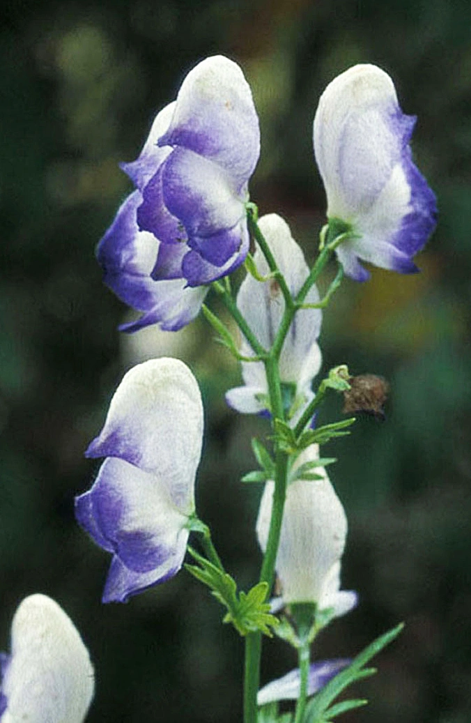 : Aconitum ×cammarum.