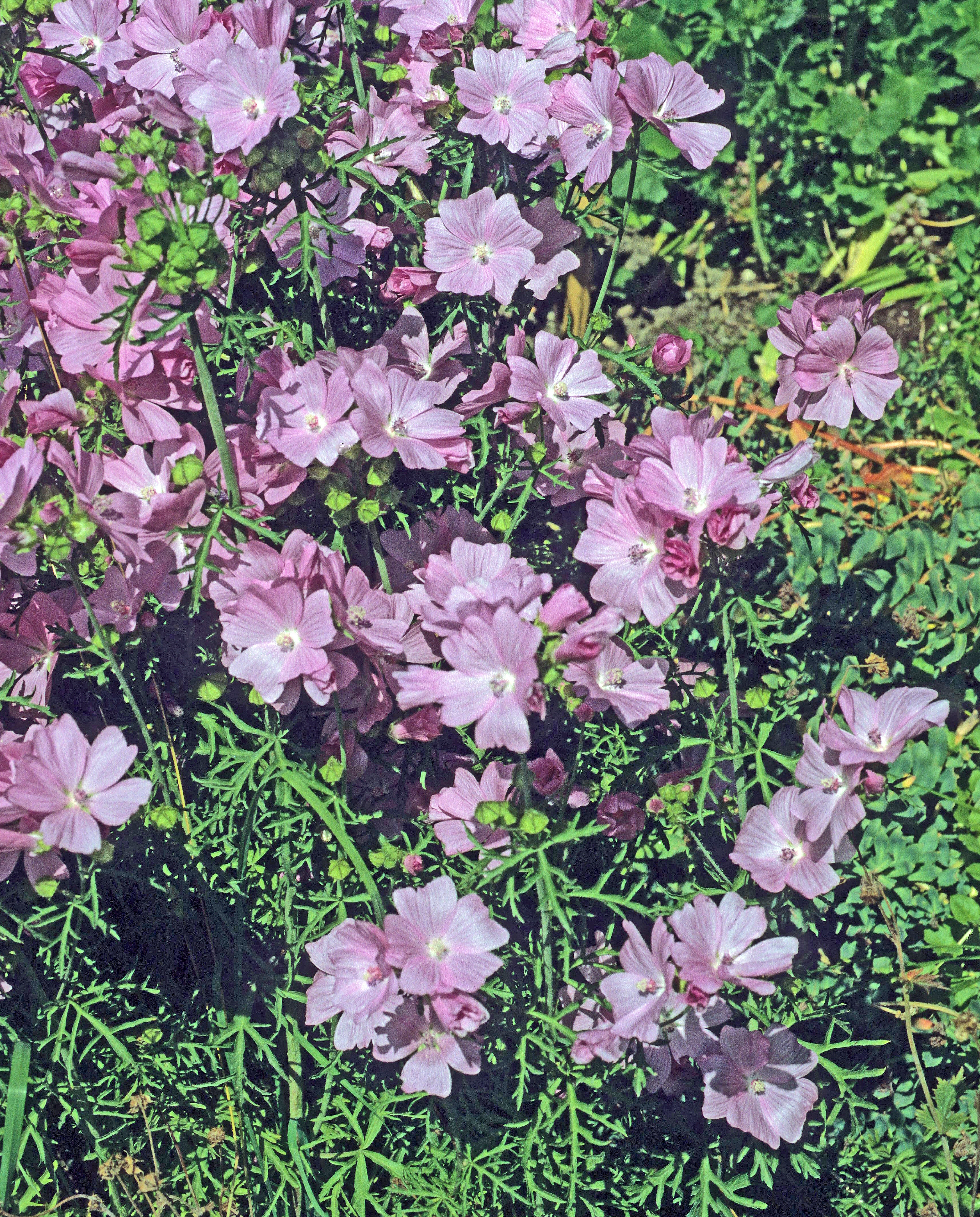 : Malva moschata.