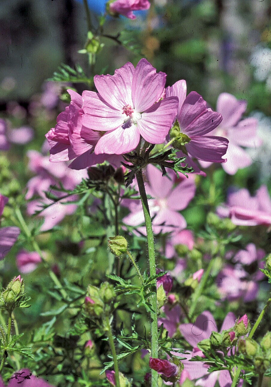 : Malva moschata.