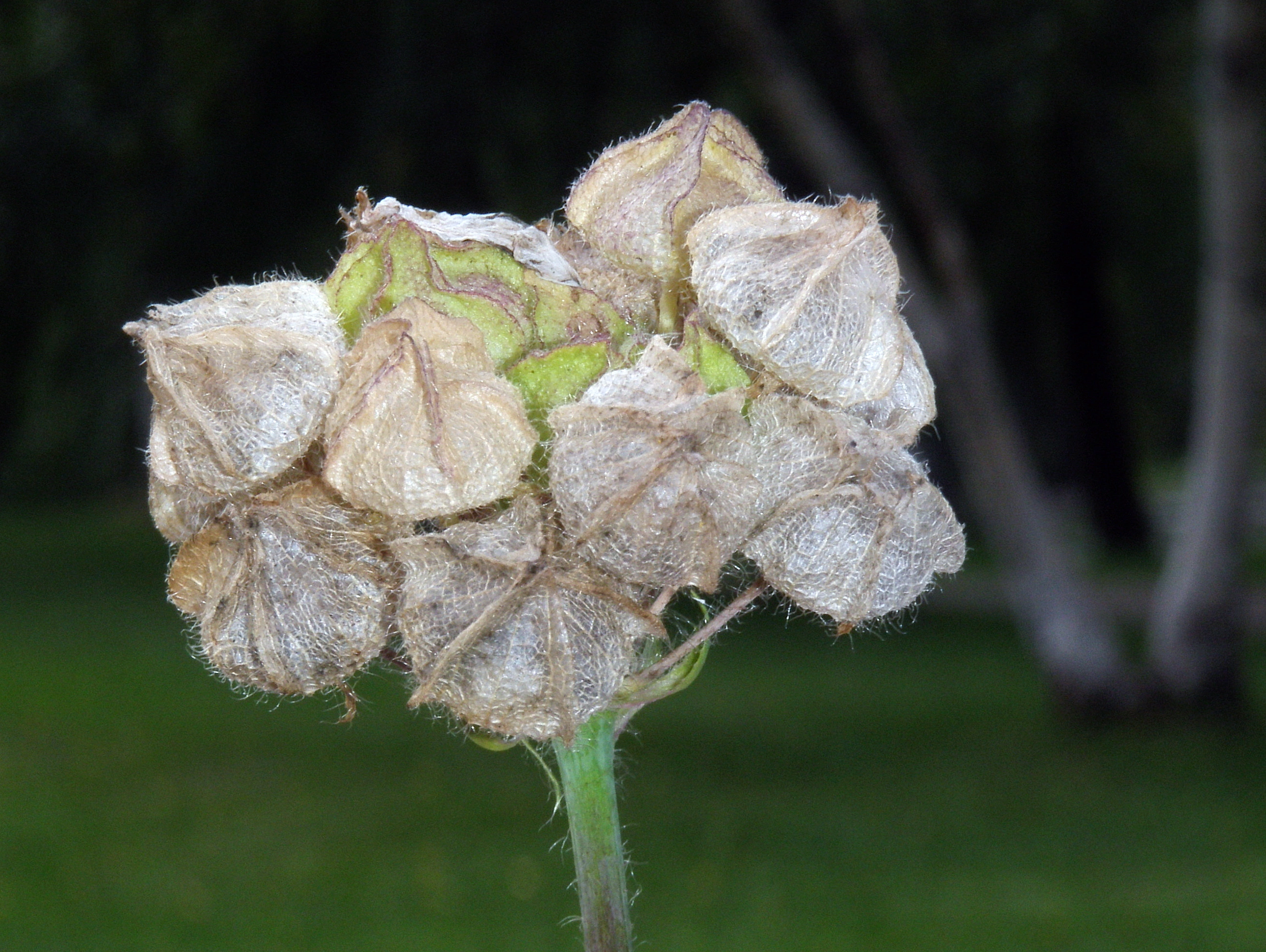 : Malva moschata.