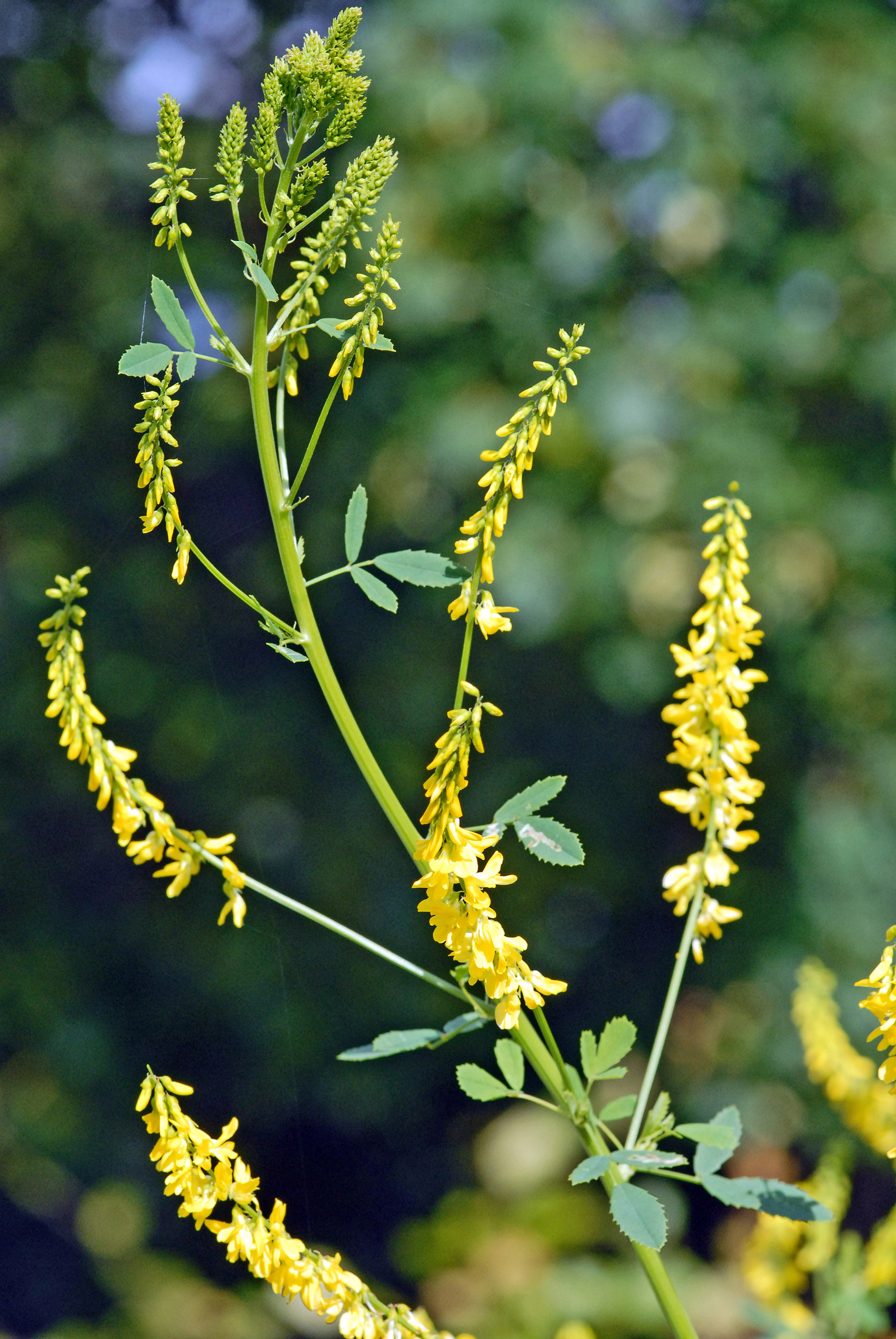 : Melilotus officinalis.