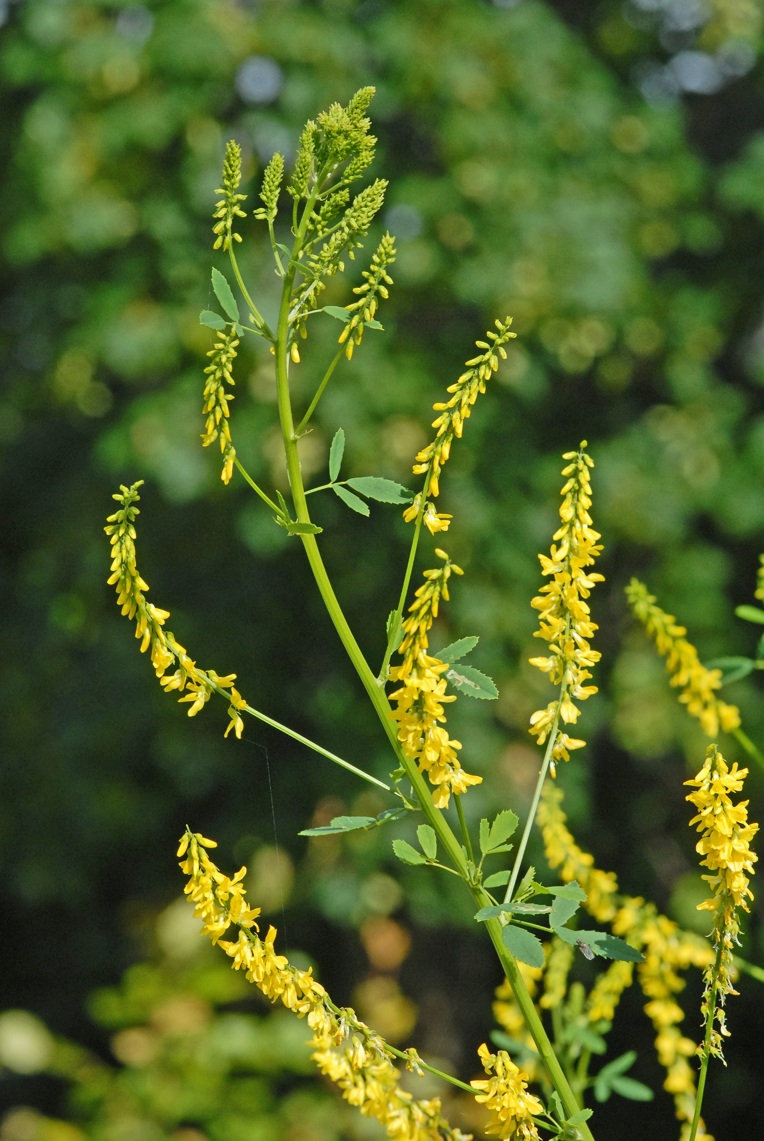 : Melilotus officinalis.