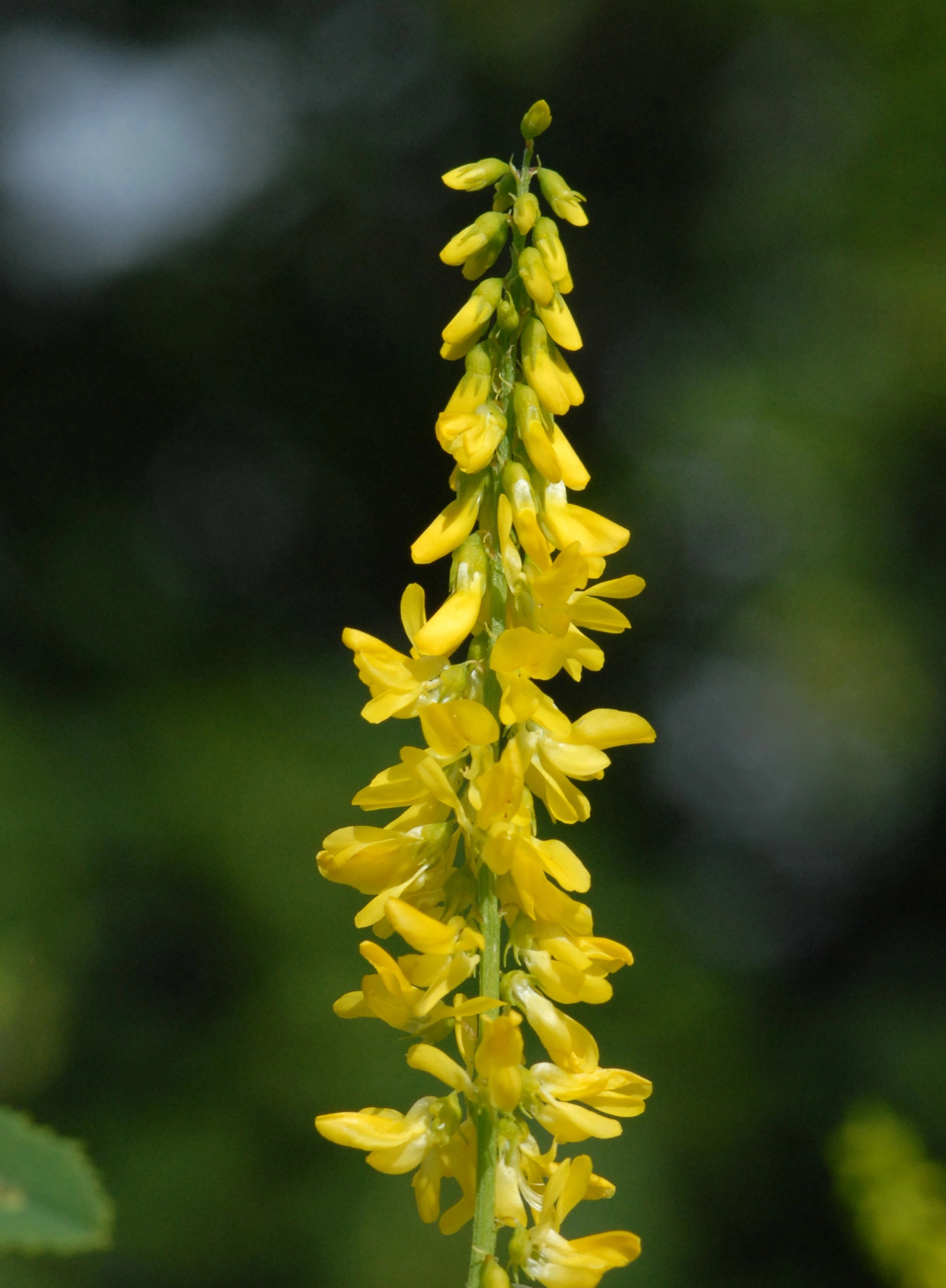 : Melilotus officinalis.