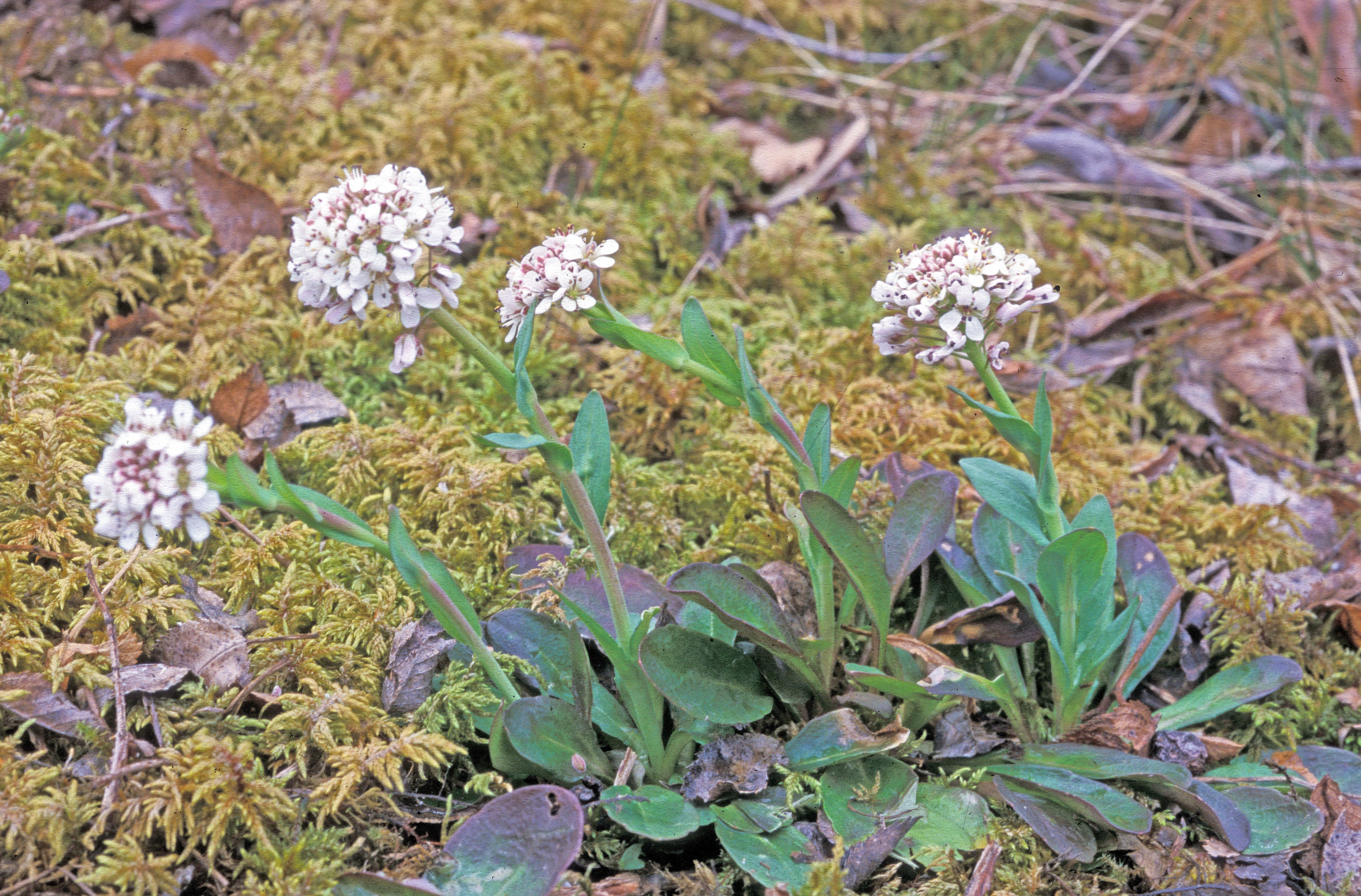 : Noccaea caerulescens.