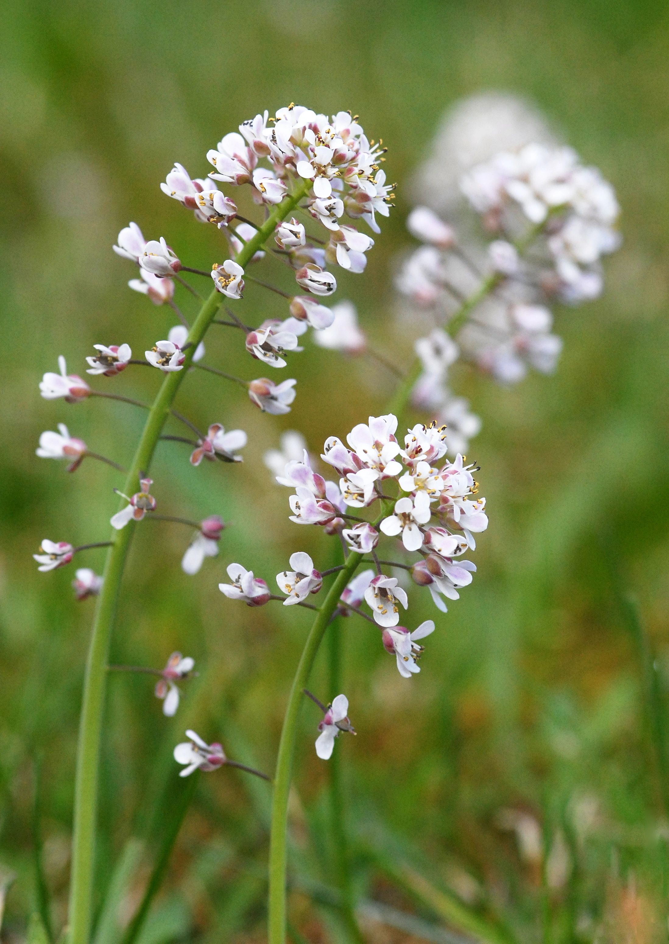 : Noccaea caerulescens.