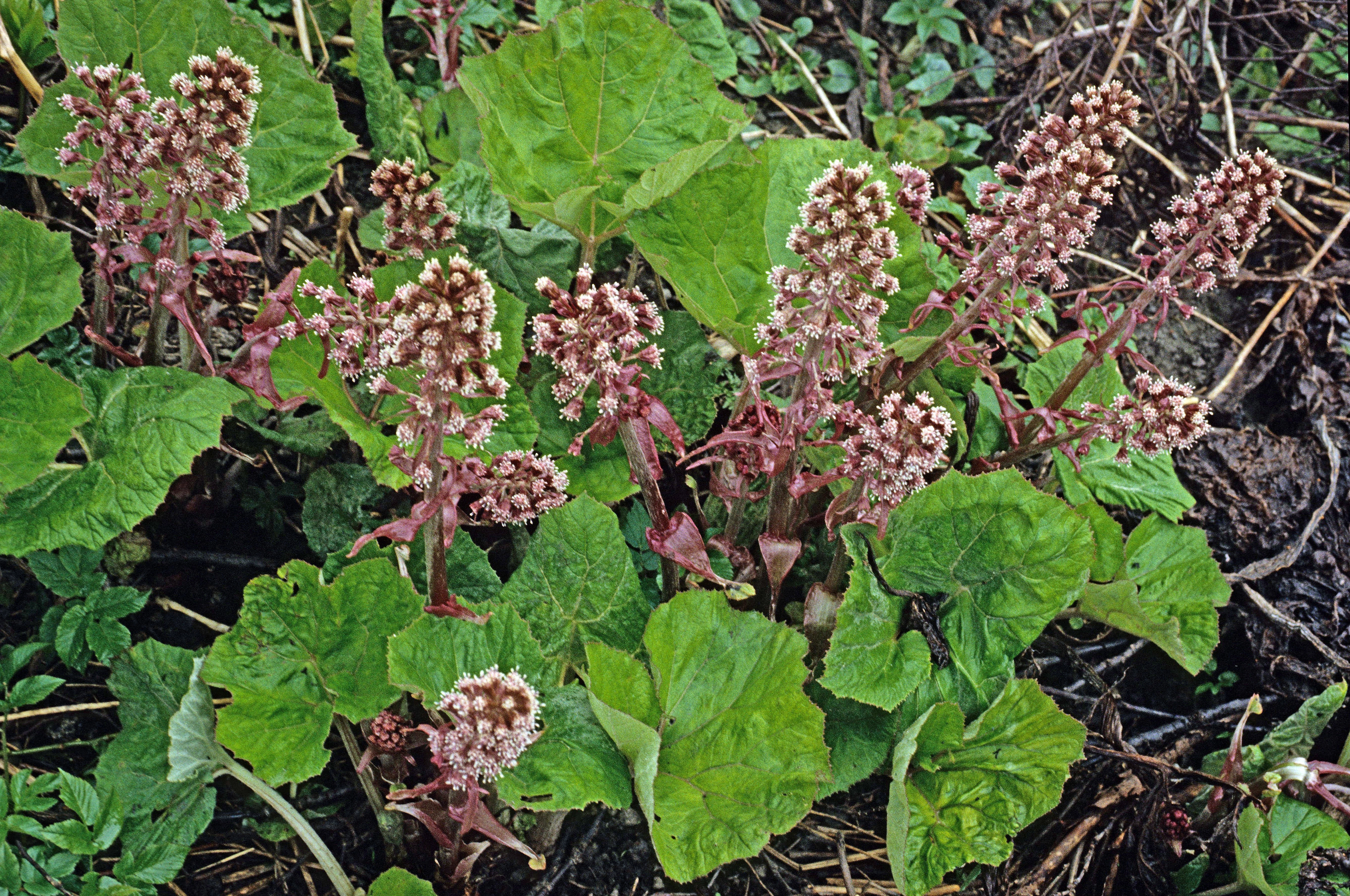 : Petasites hybridus.