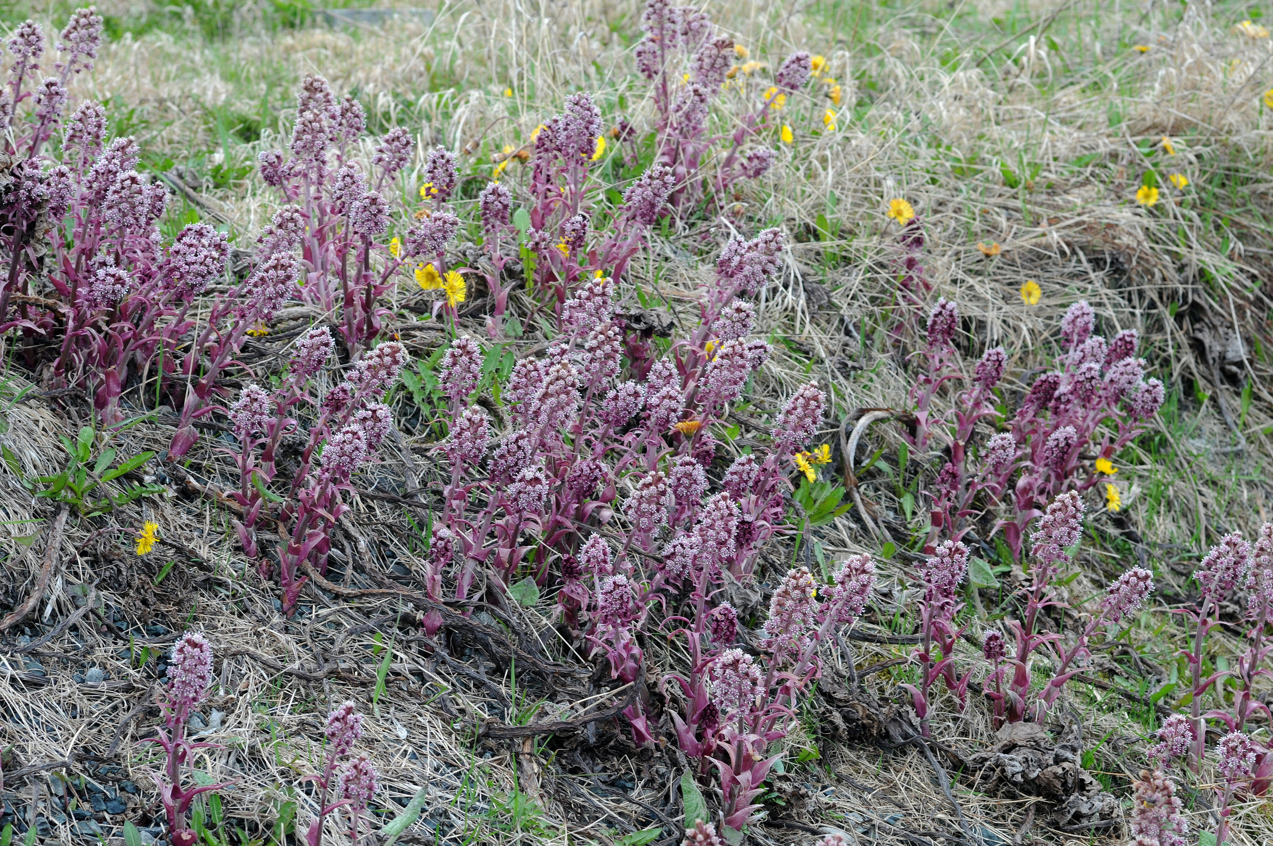 : Petasites hybridus.