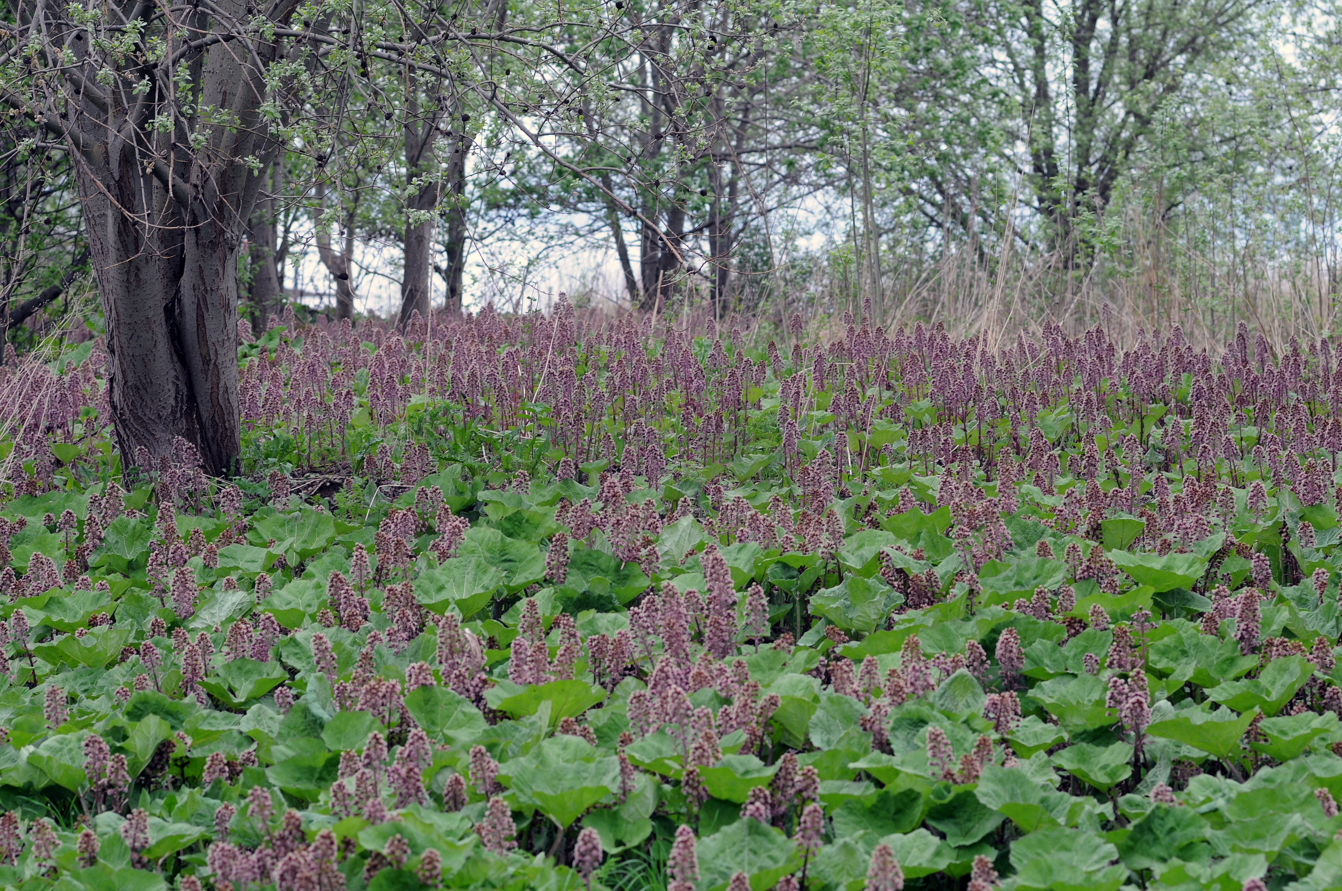 : Petasites hybridus.