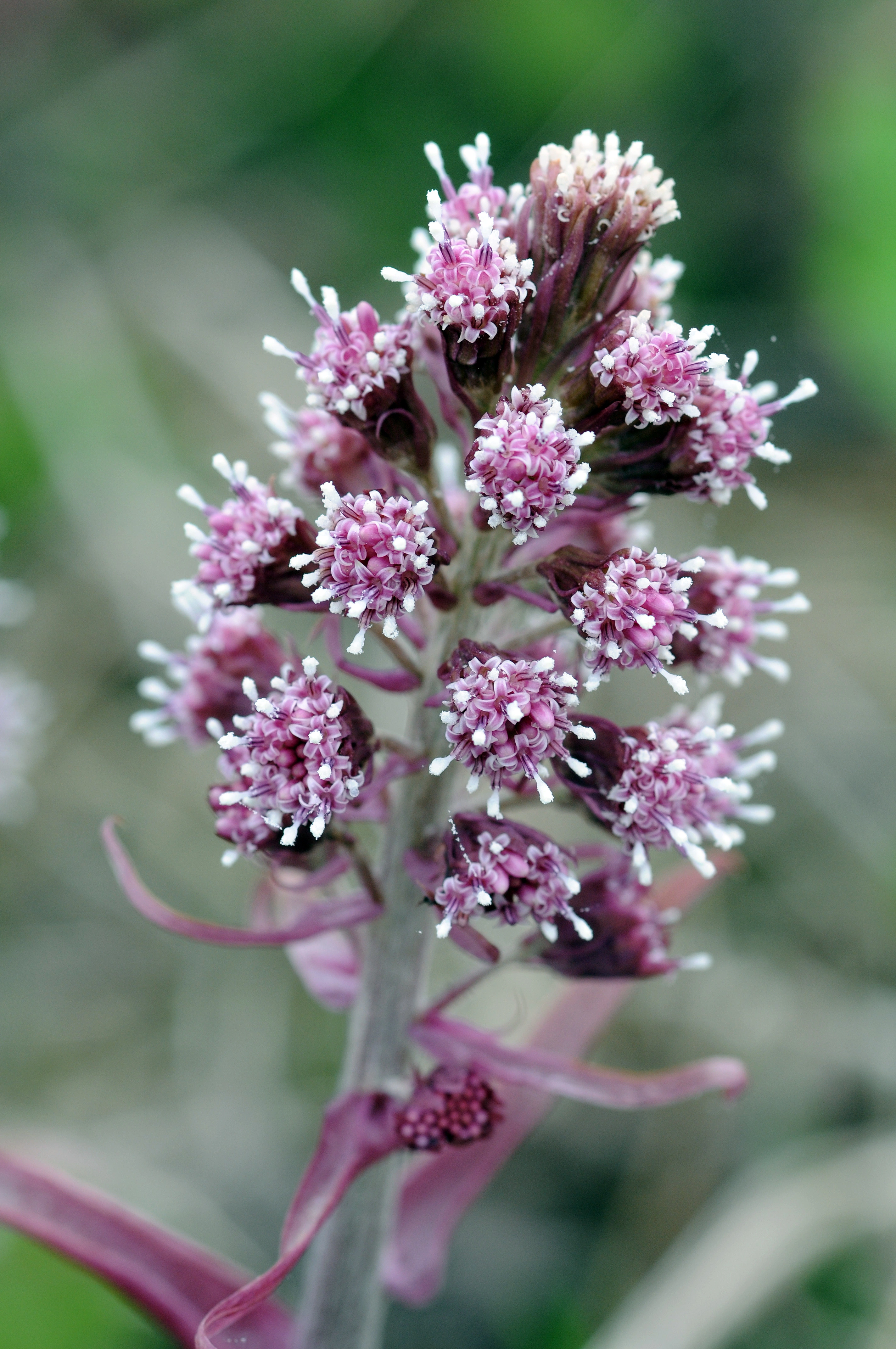 : Petasites hybridus.