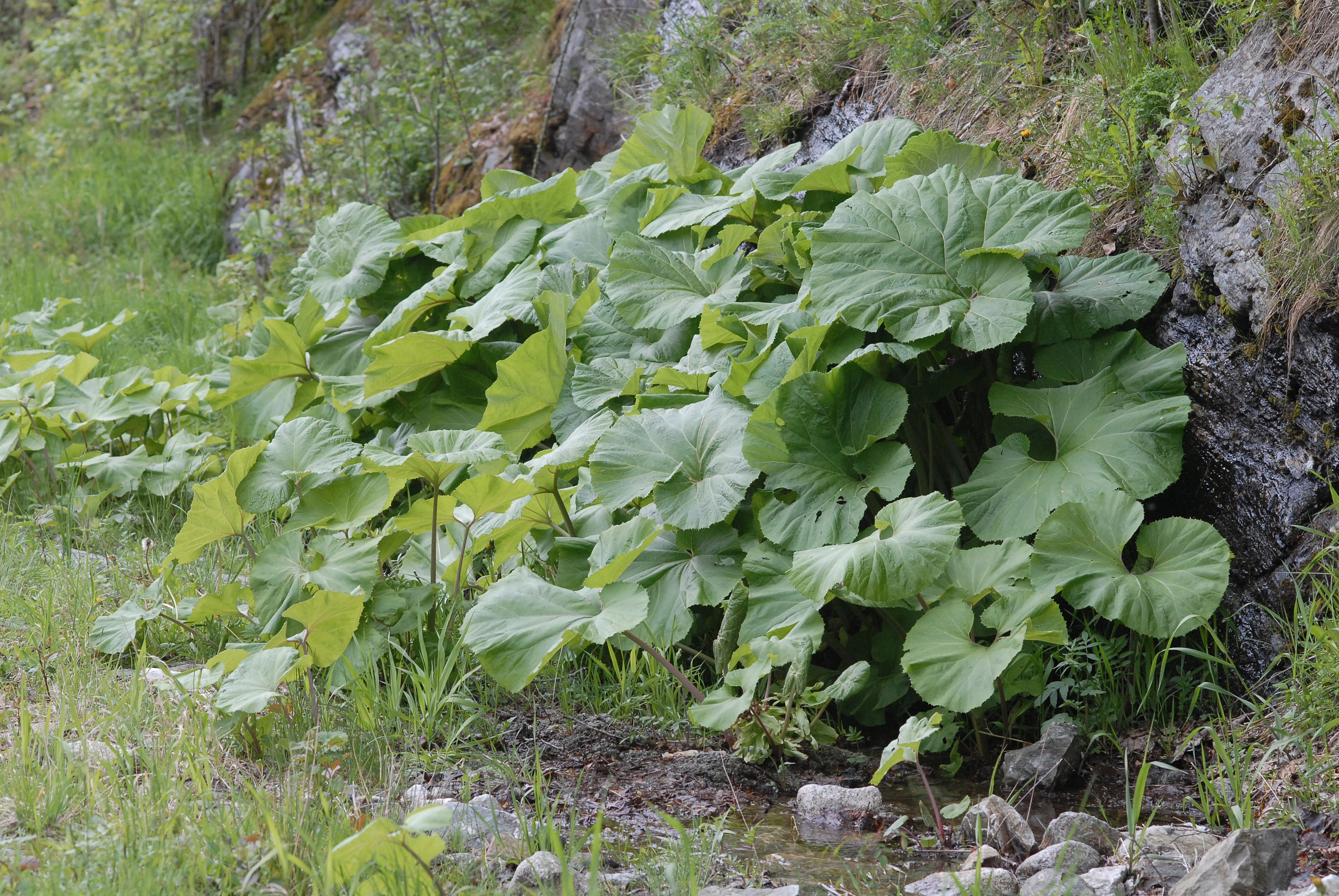 : Petasites japonicus giganteus.