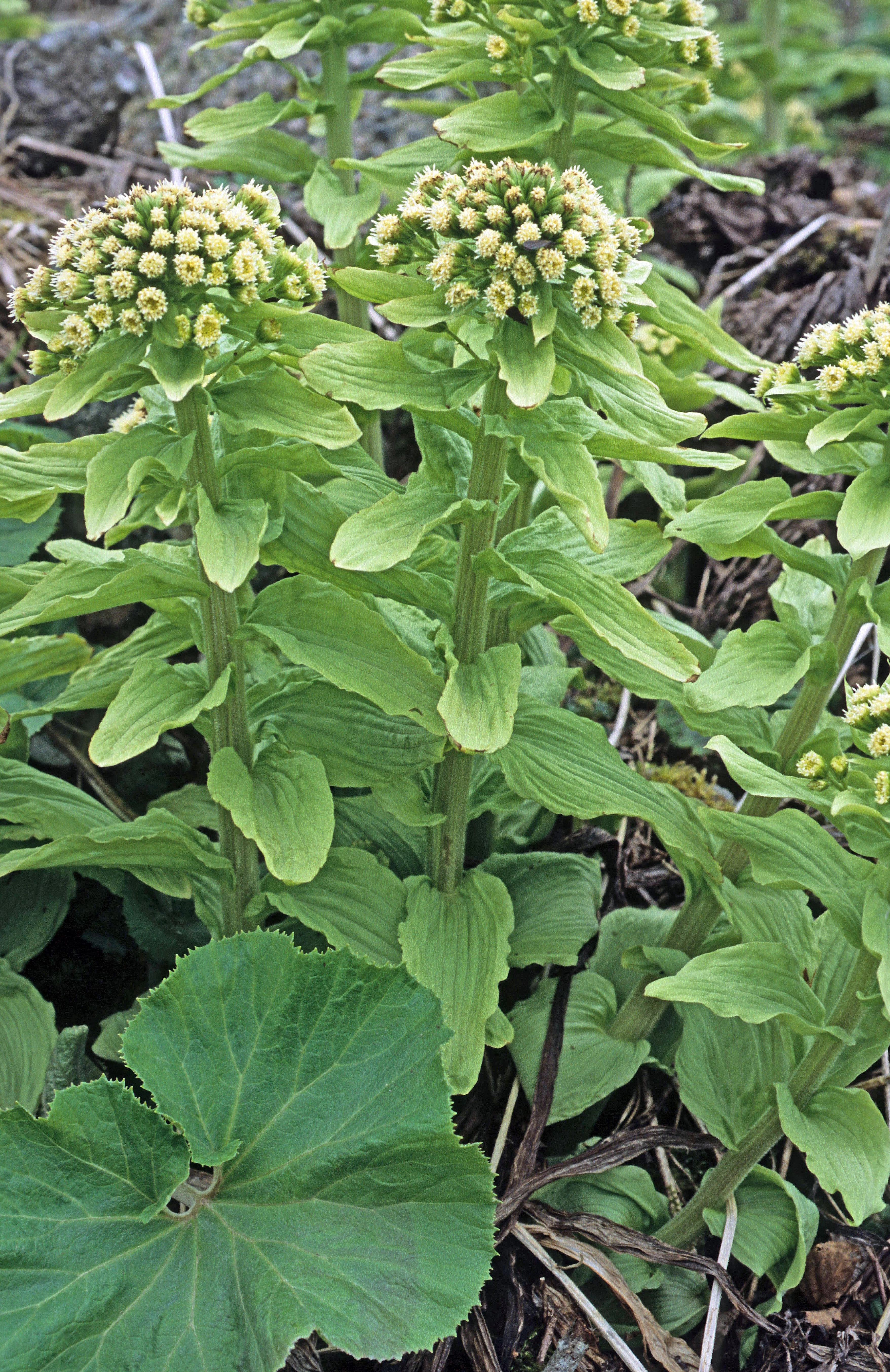 : Petasites japonicus giganteus.