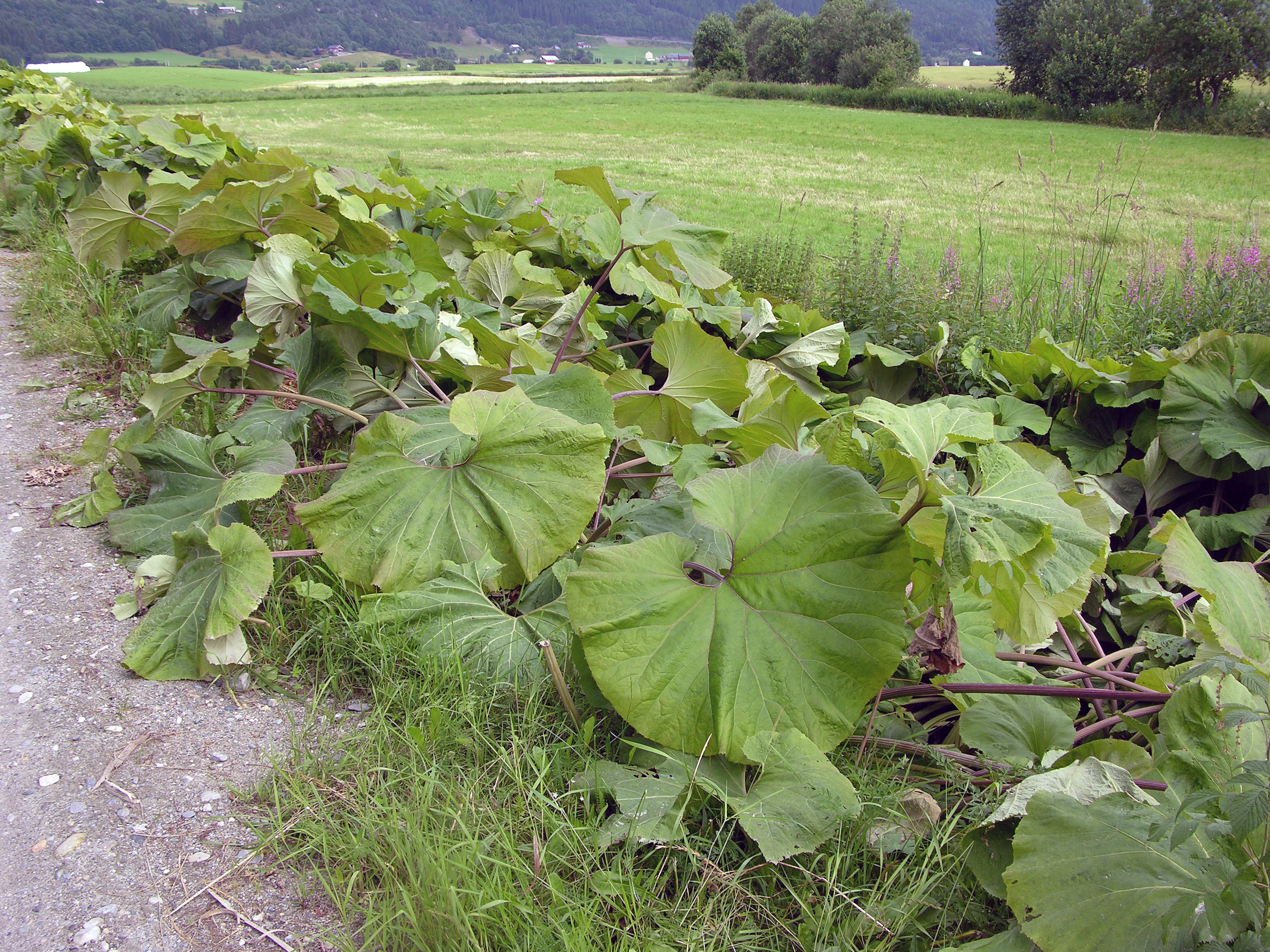 : Petasites japonicus giganteus.