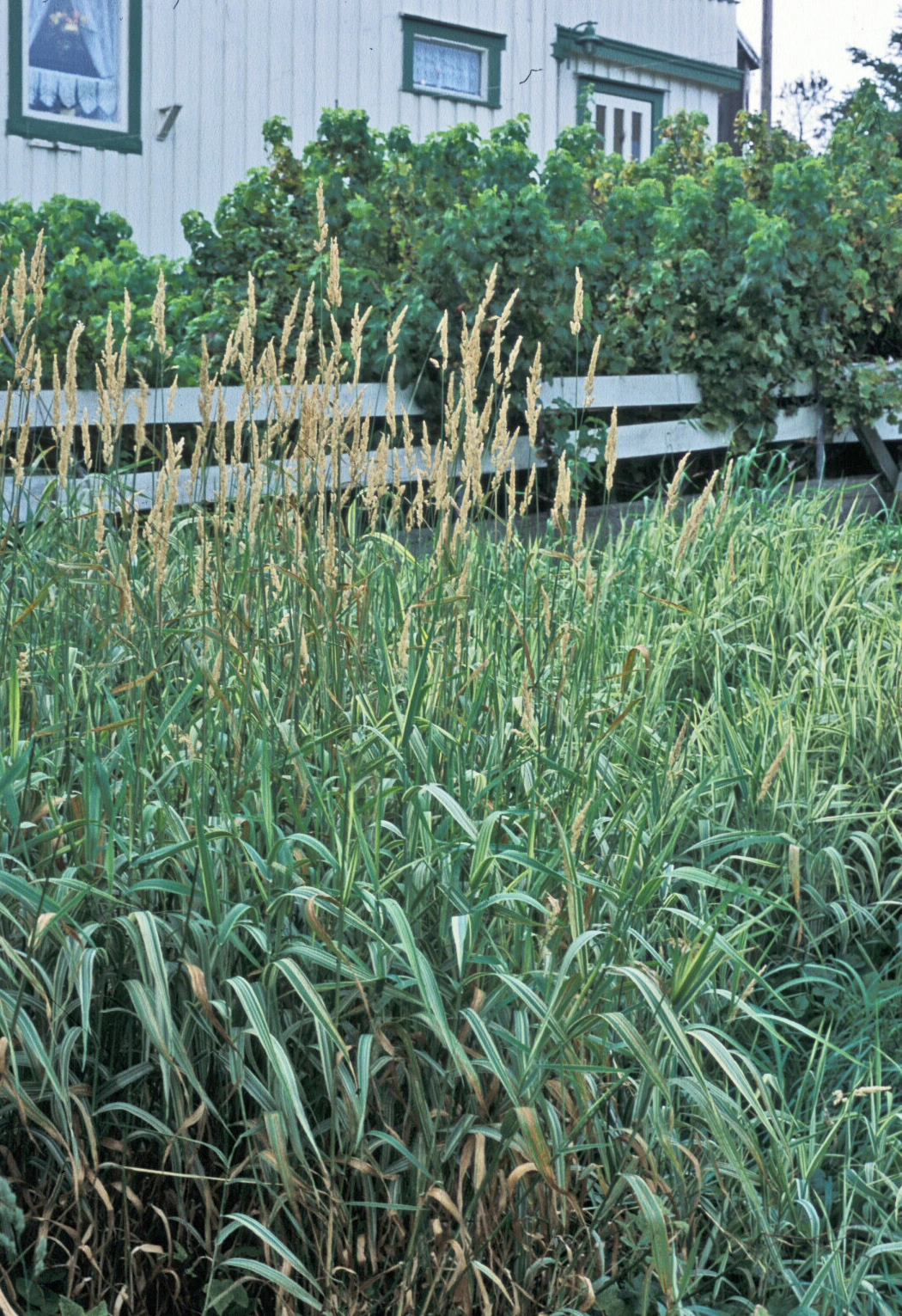 : Phalaris arundinacea picta.