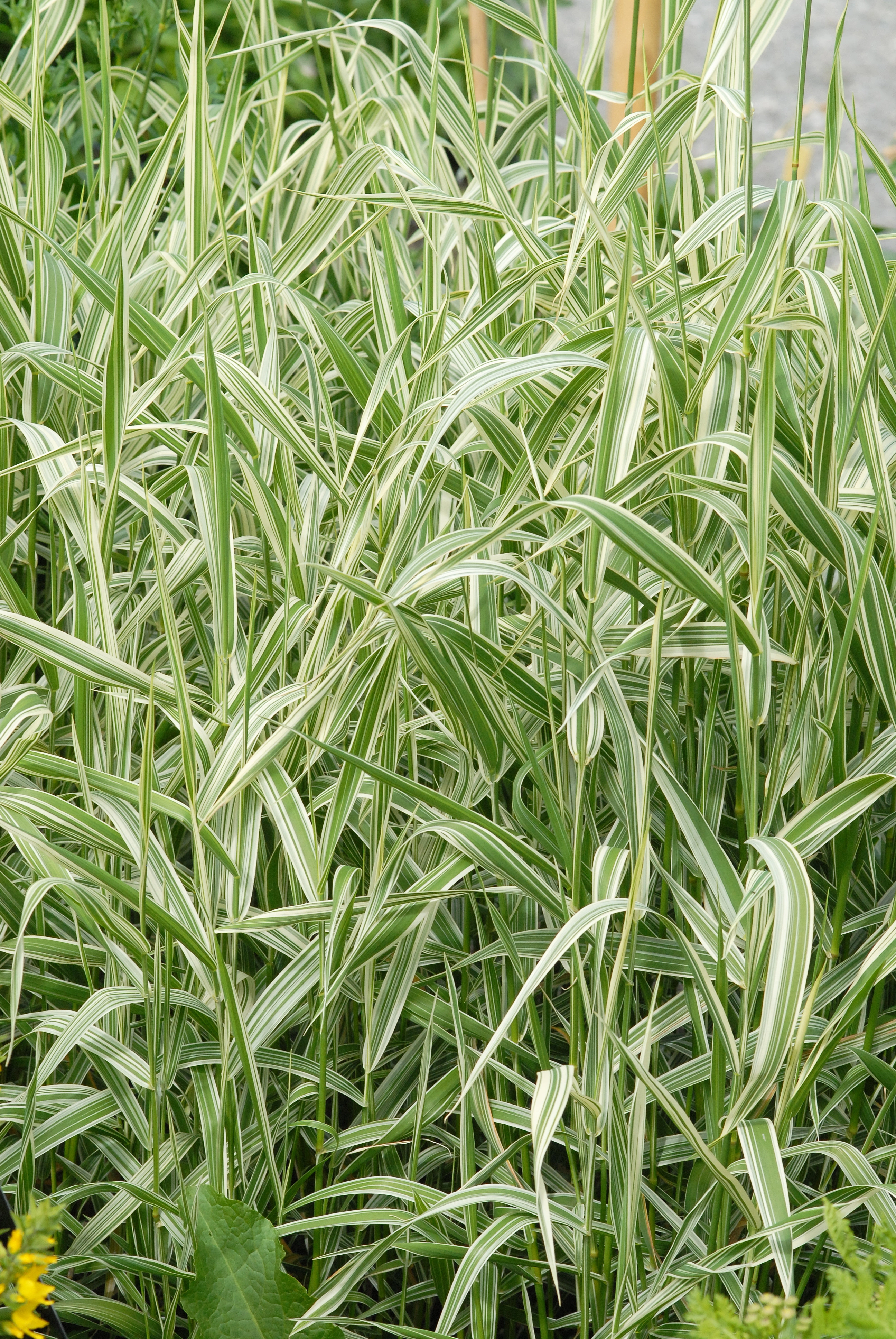 : Phalaris arundinacea picta.