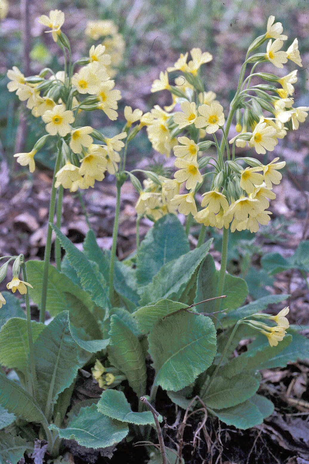 : Primula elatior elatior.