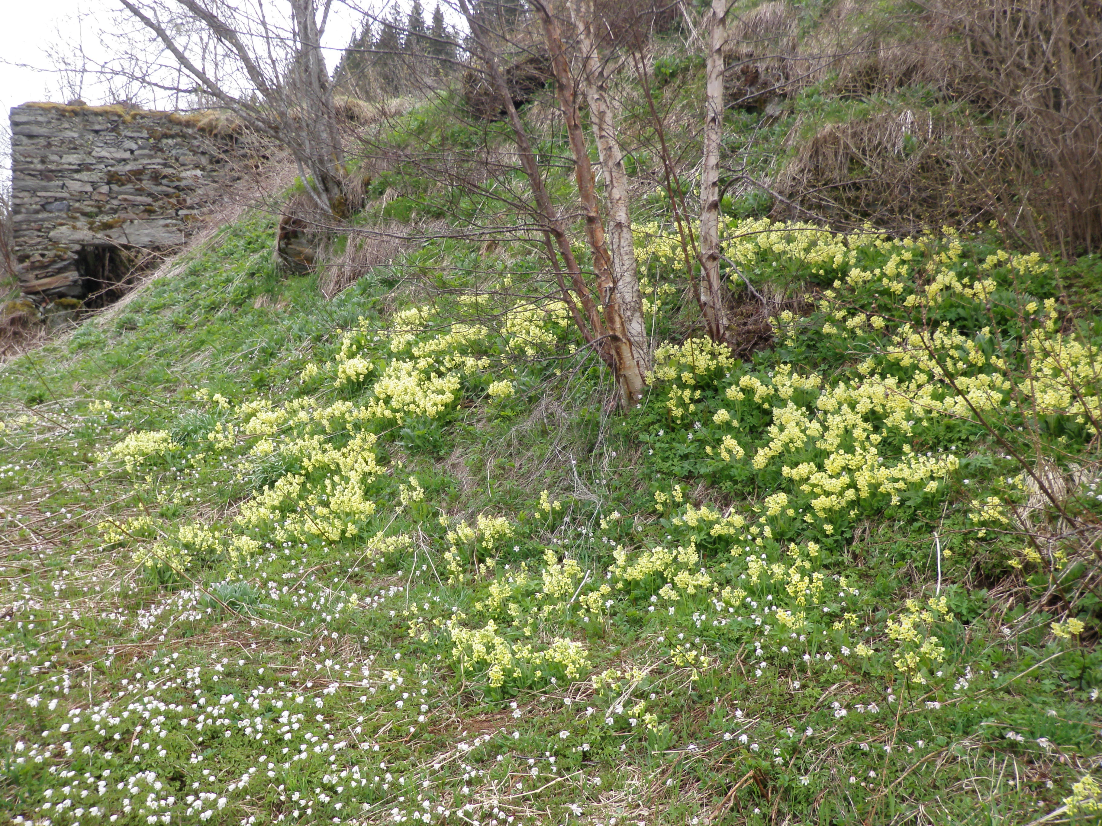 : Primula elatior elatior.