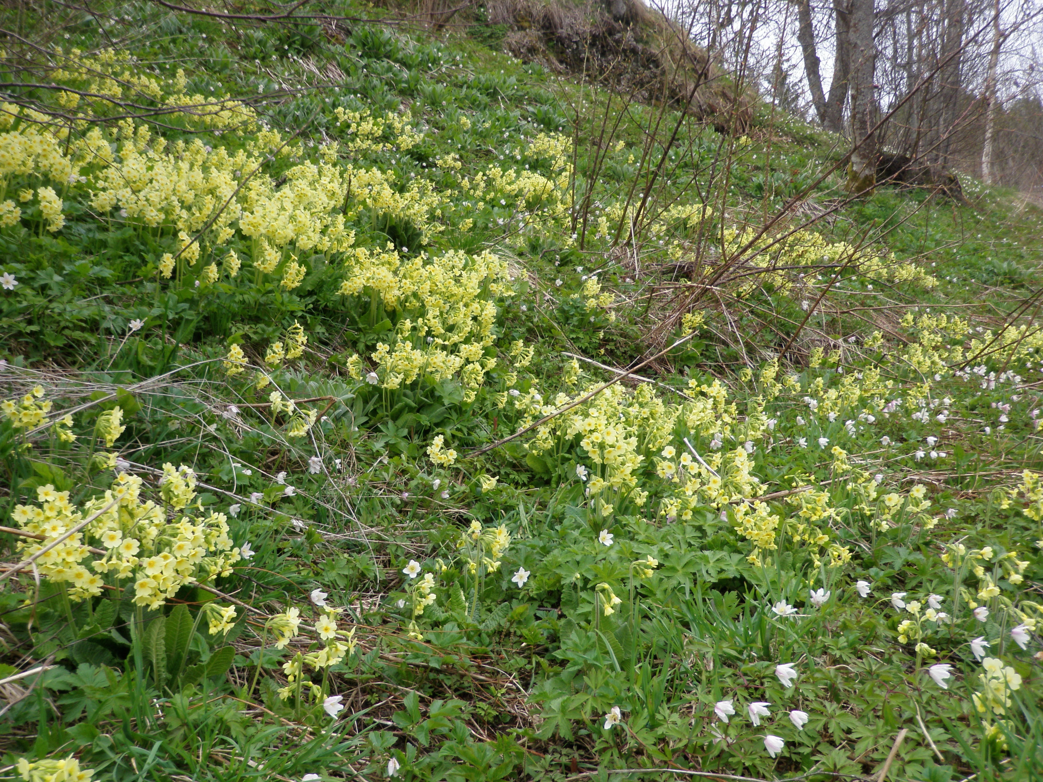 : Primula elatior elatior.