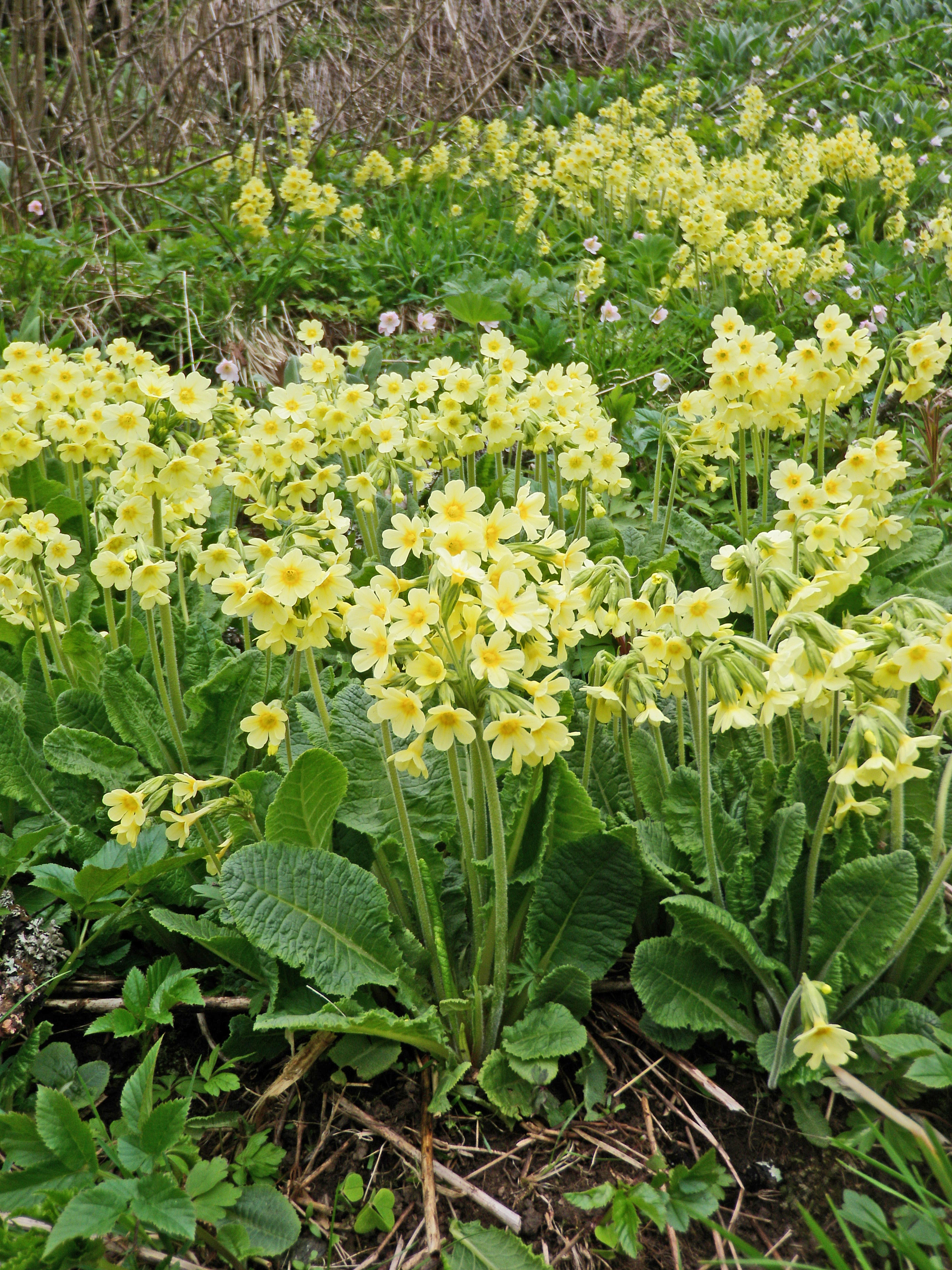 : Primula elatior elatior.