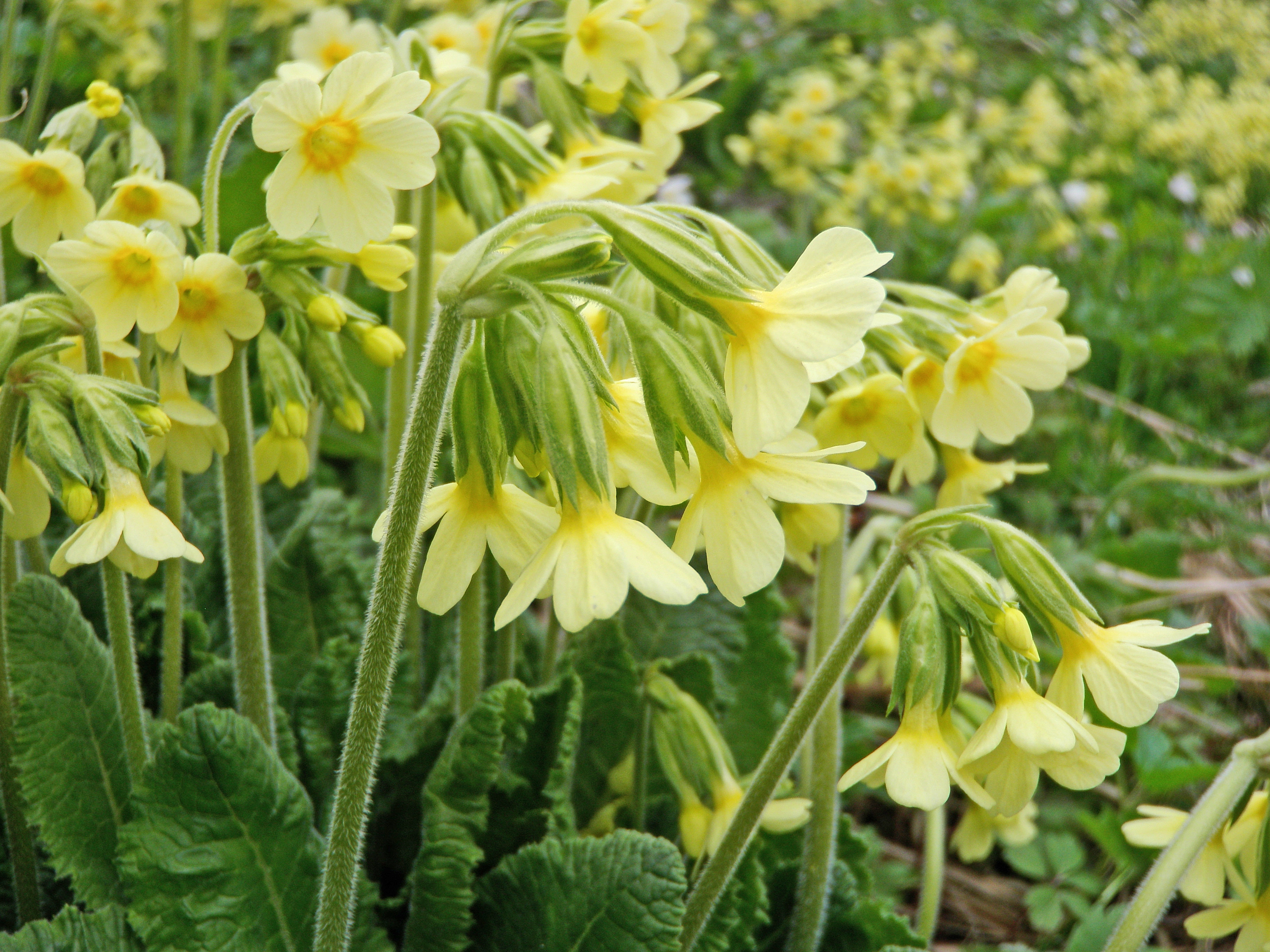 : Primula elatior elatior.