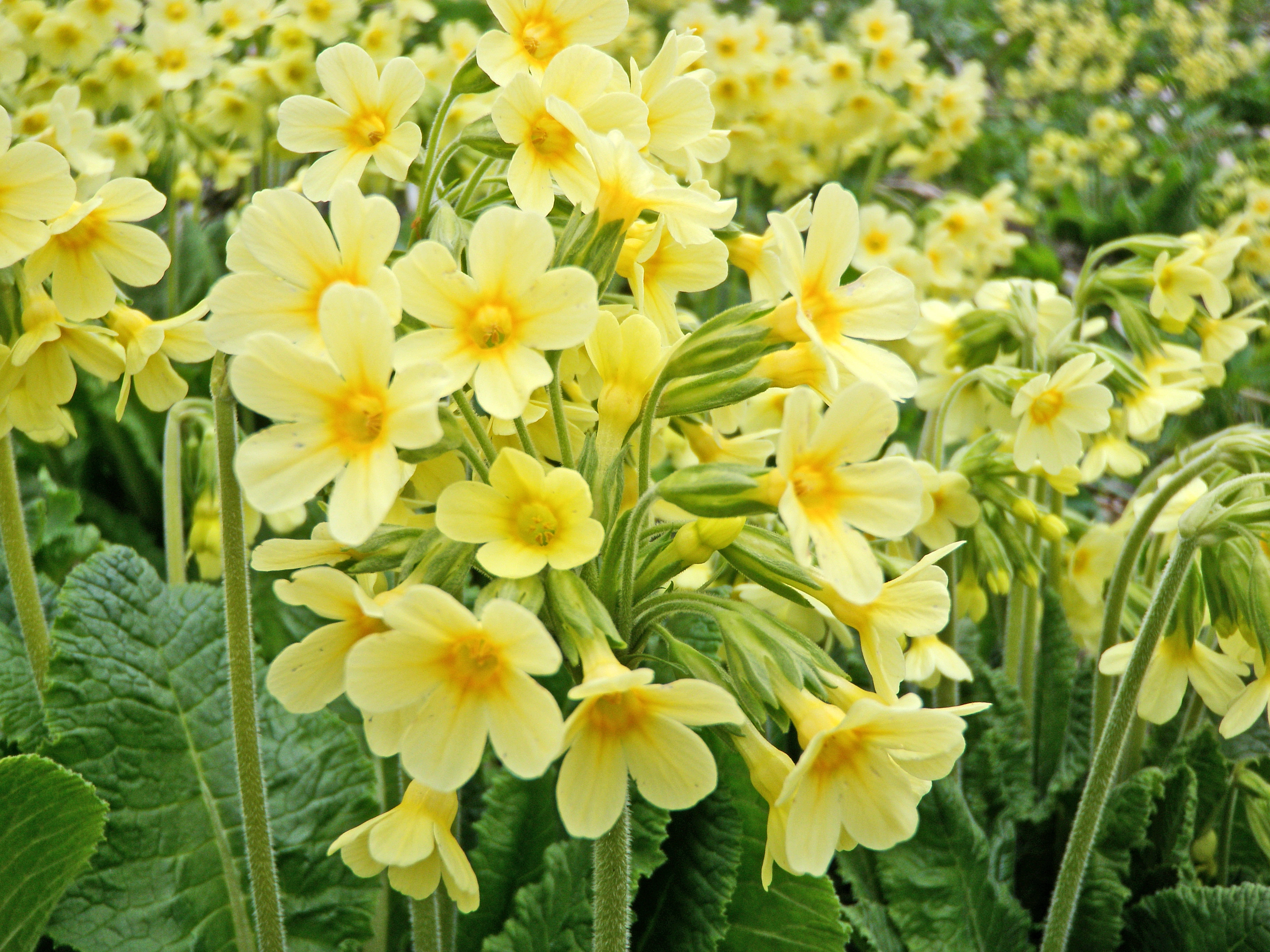 : Primula elatior elatior.