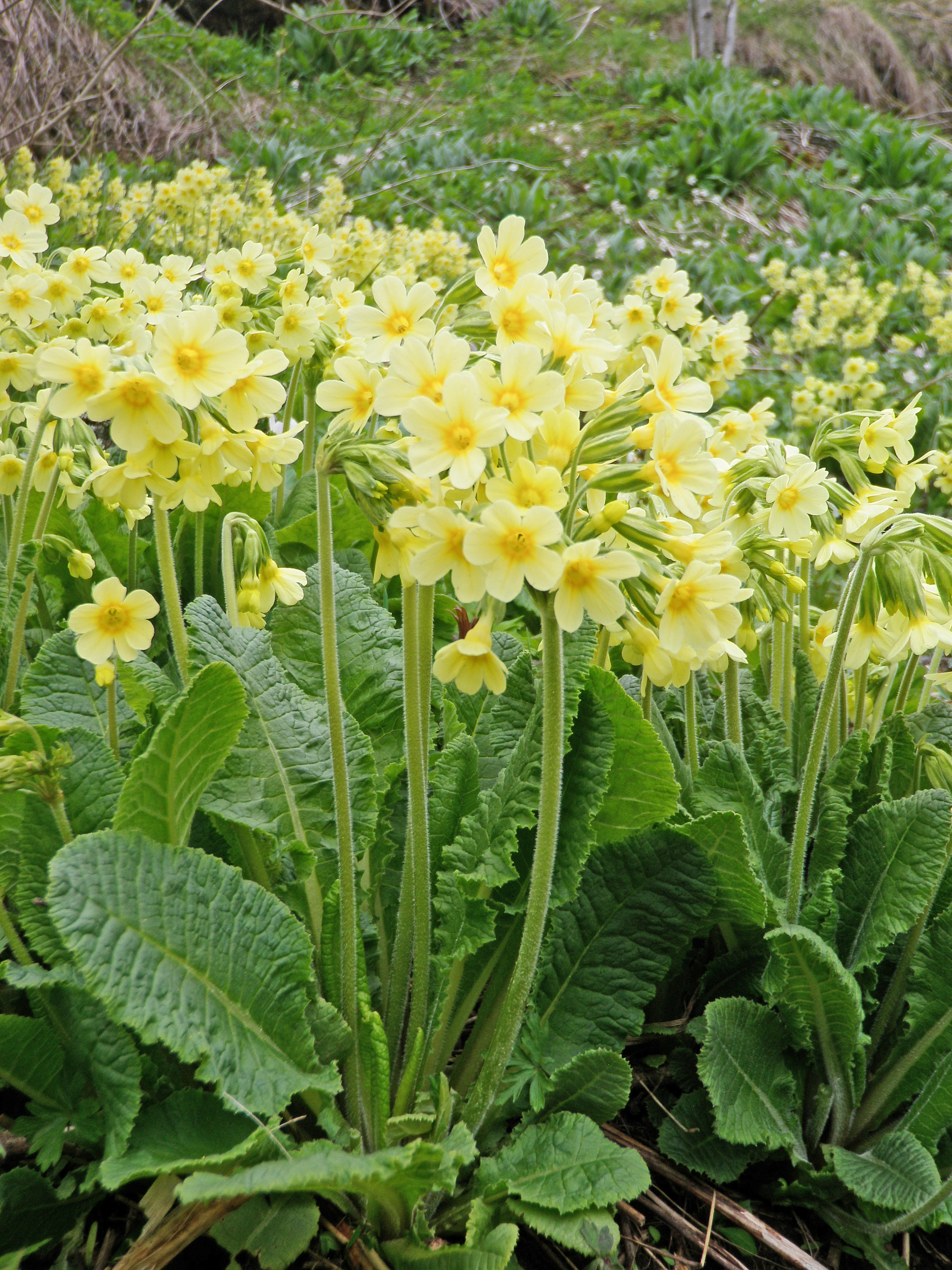 : Primula elatior elatior.