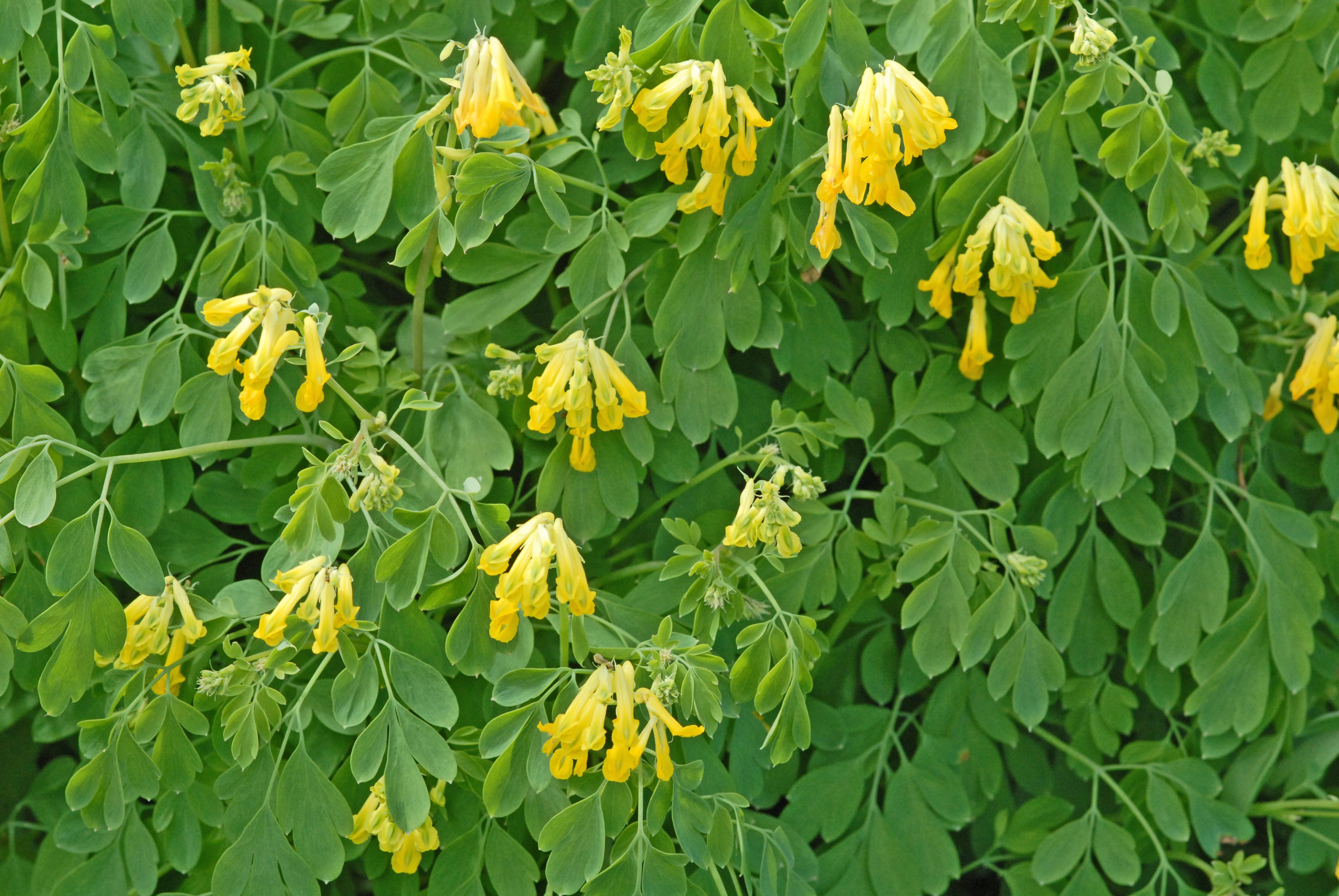 : Pseudofumaria lutea.