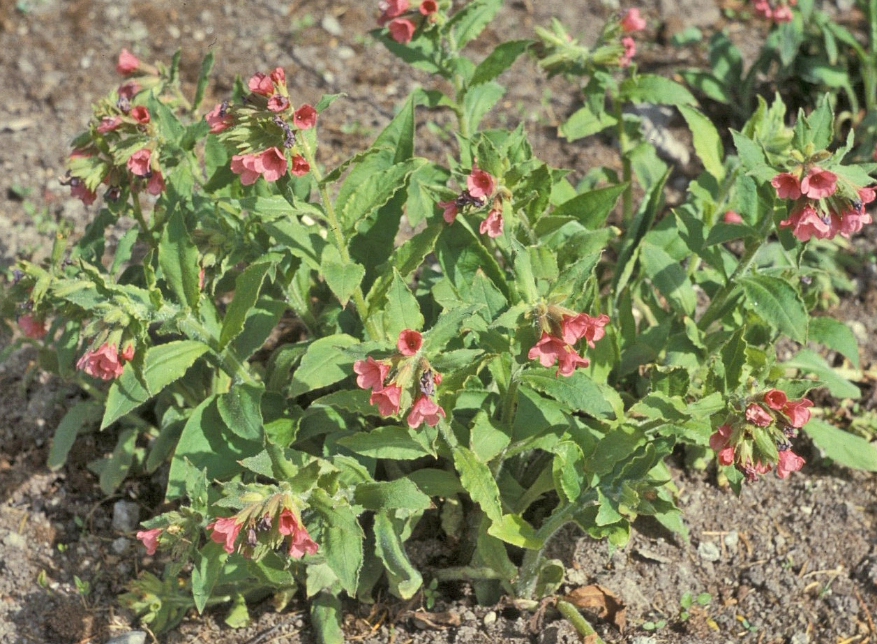 : Pulmonaria rubra.