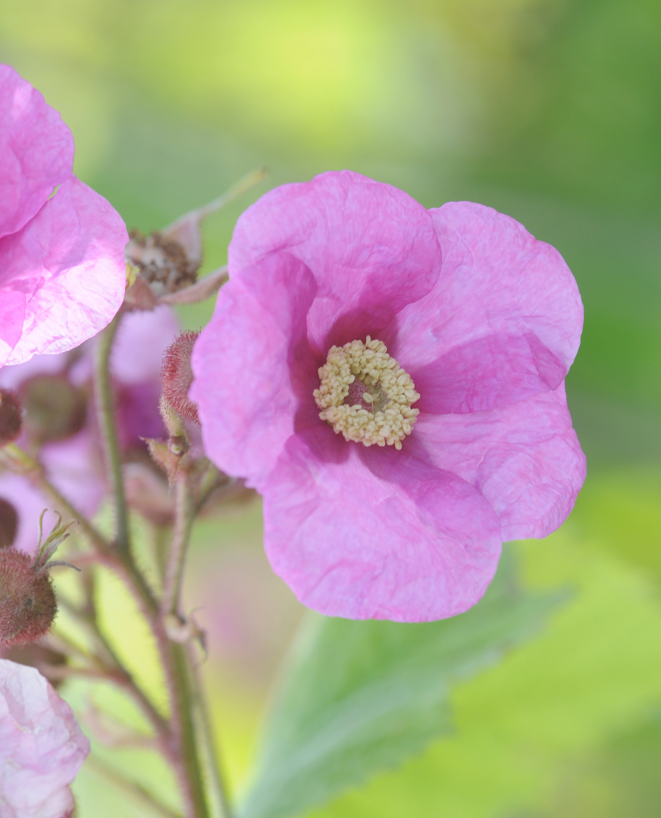 : Rubus odoratus.