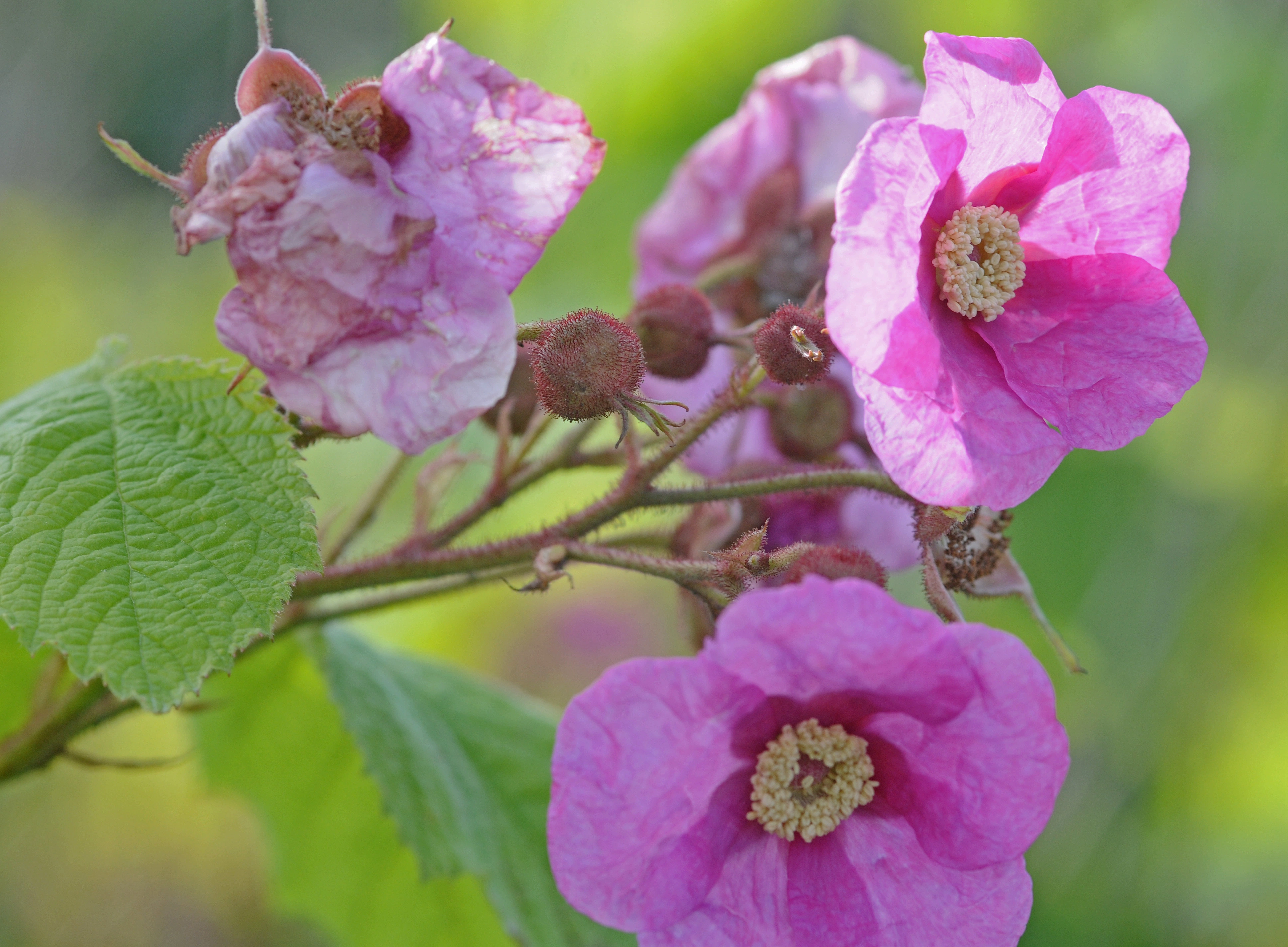 : Rubus odoratus.