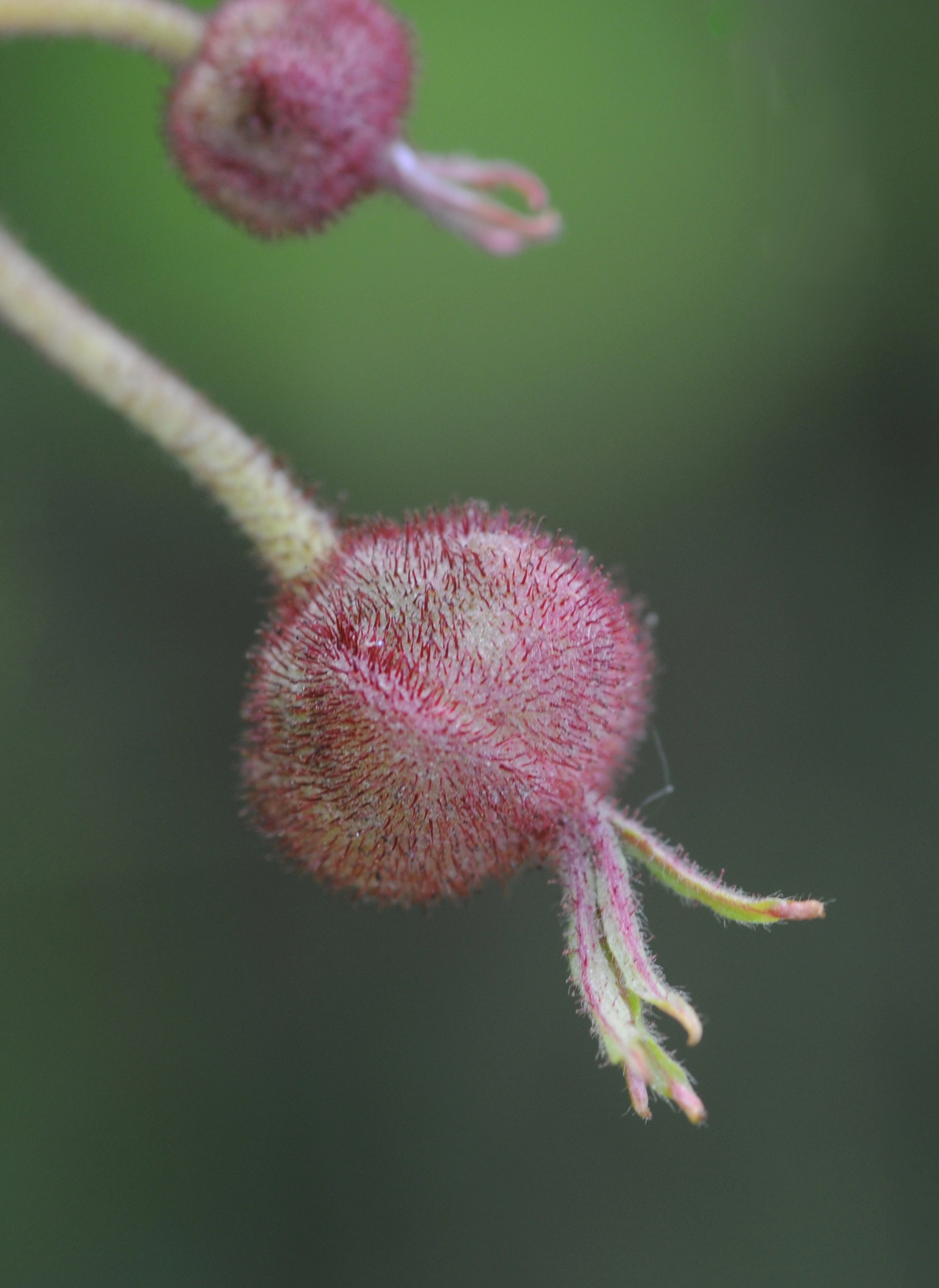 : Rubus odoratus.