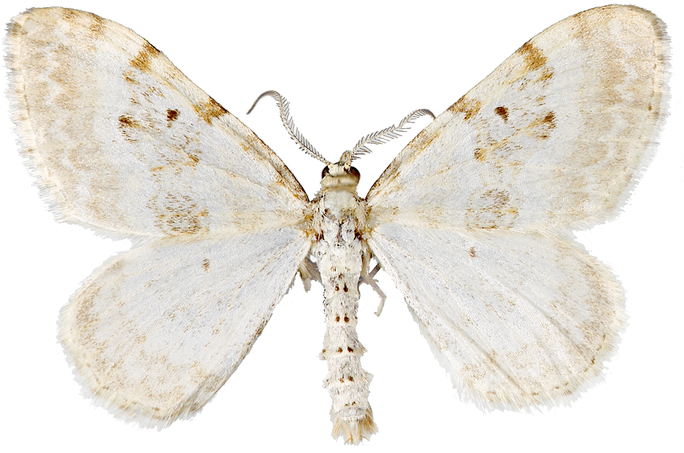 : Xanthorhoe montanata.