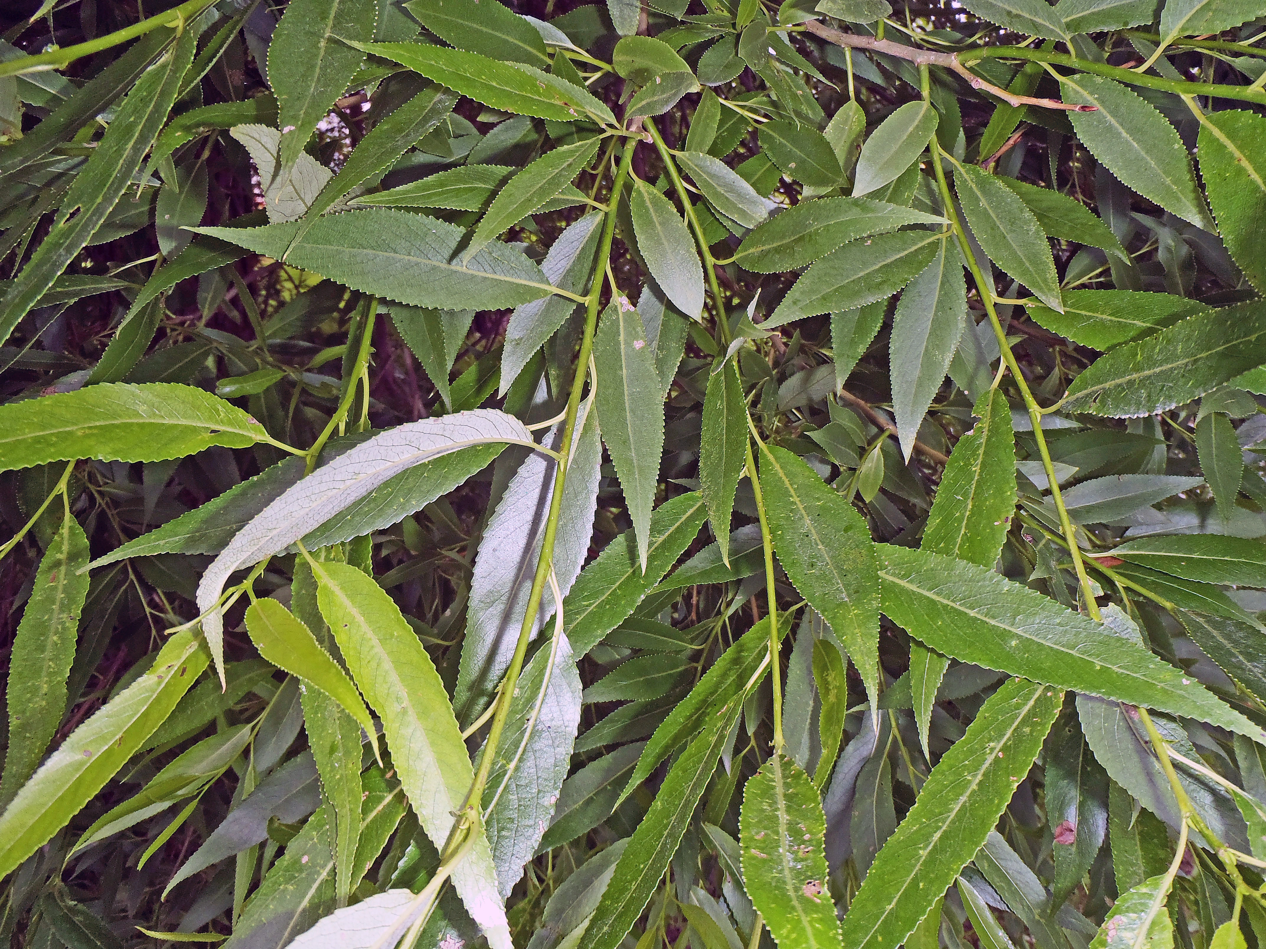 : Salix euxina 'Bullata'.