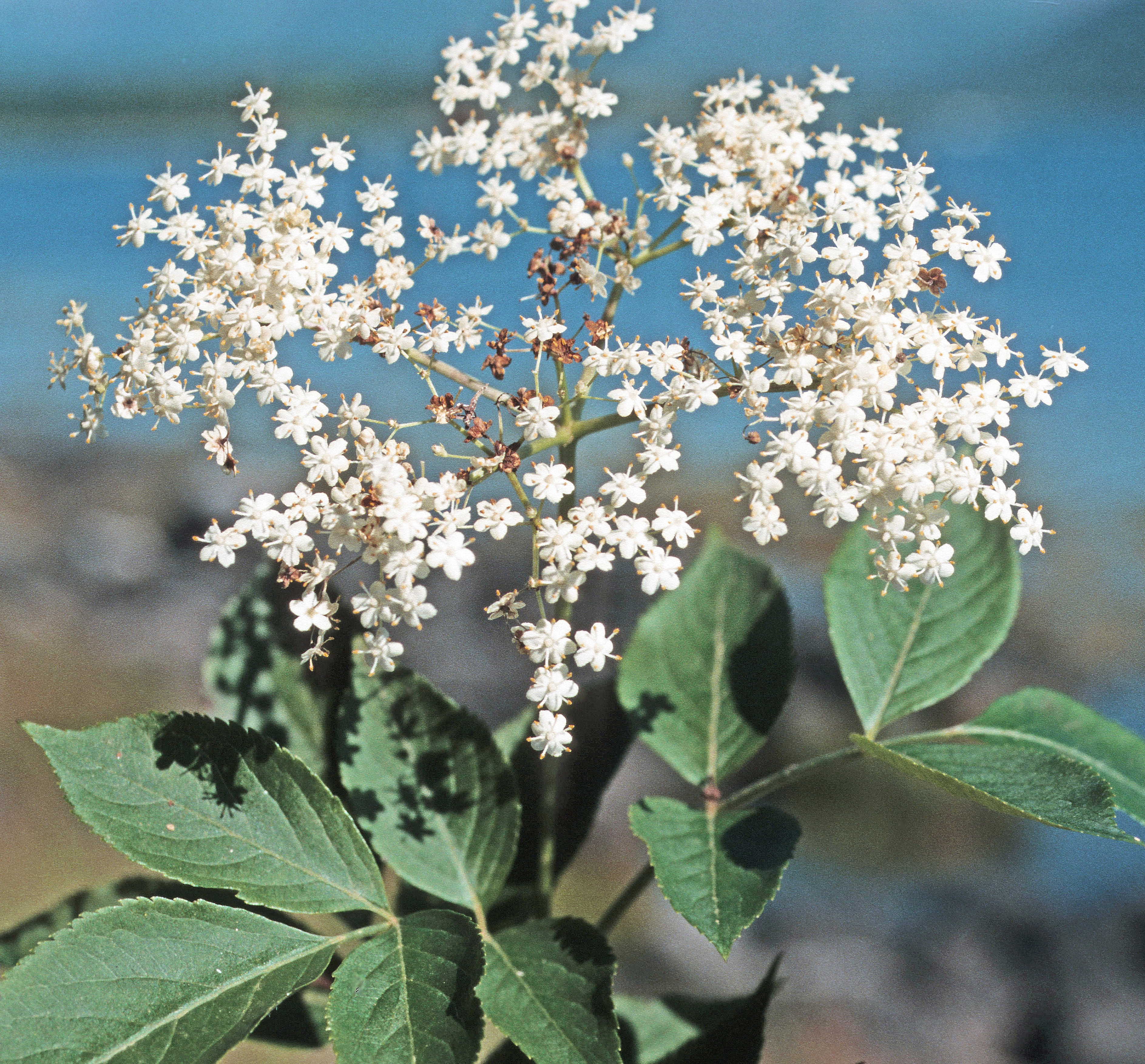 : Sambucus nigra.