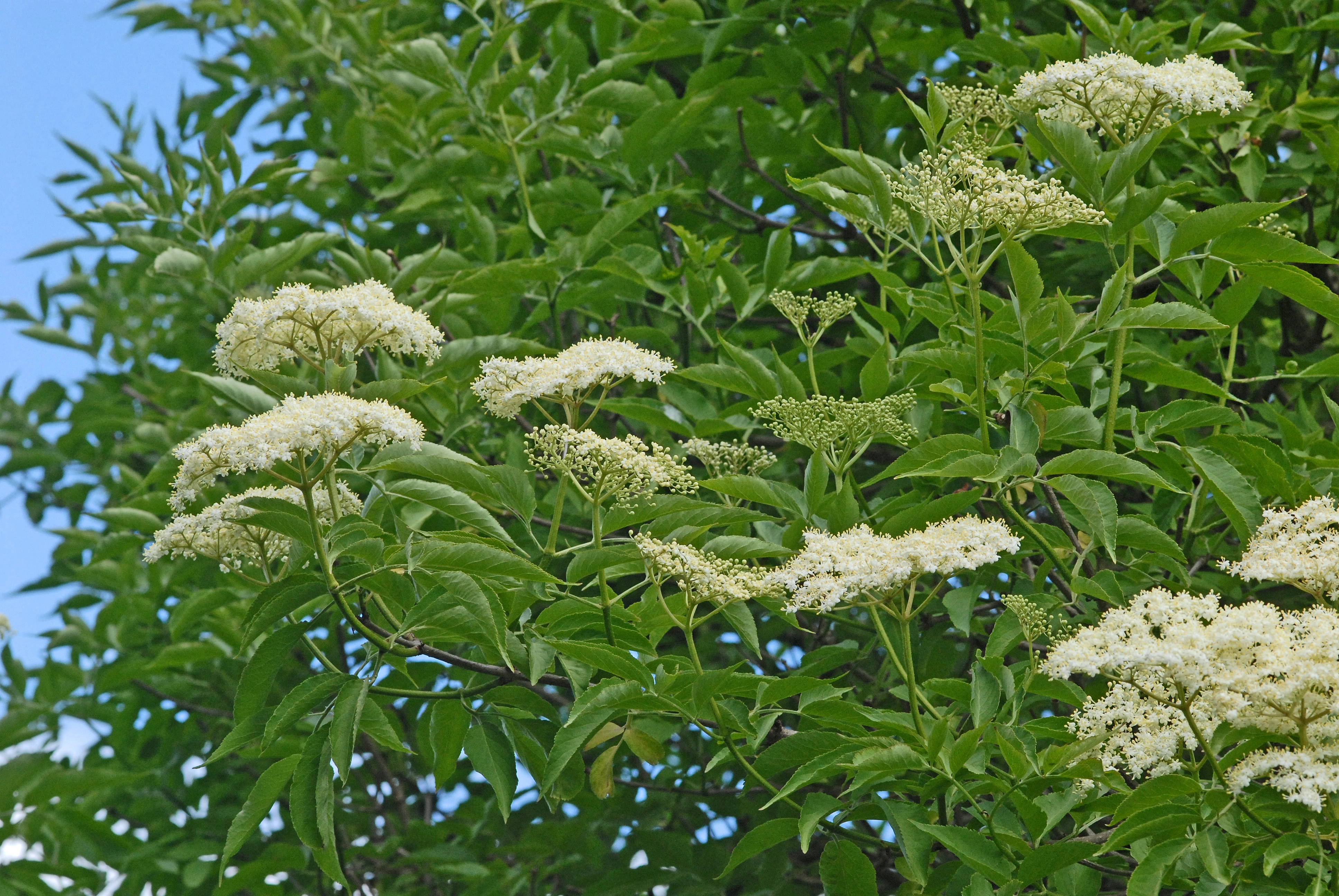 : Sambucus nigra.