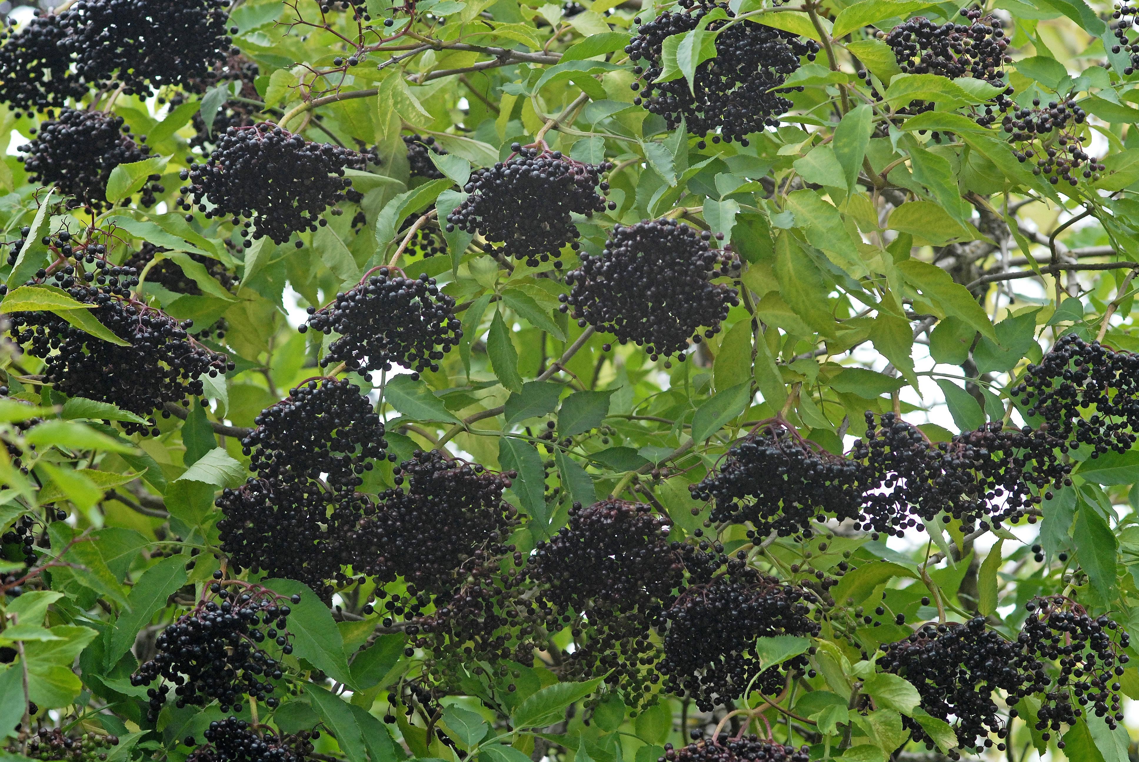 : Sambucus nigra.