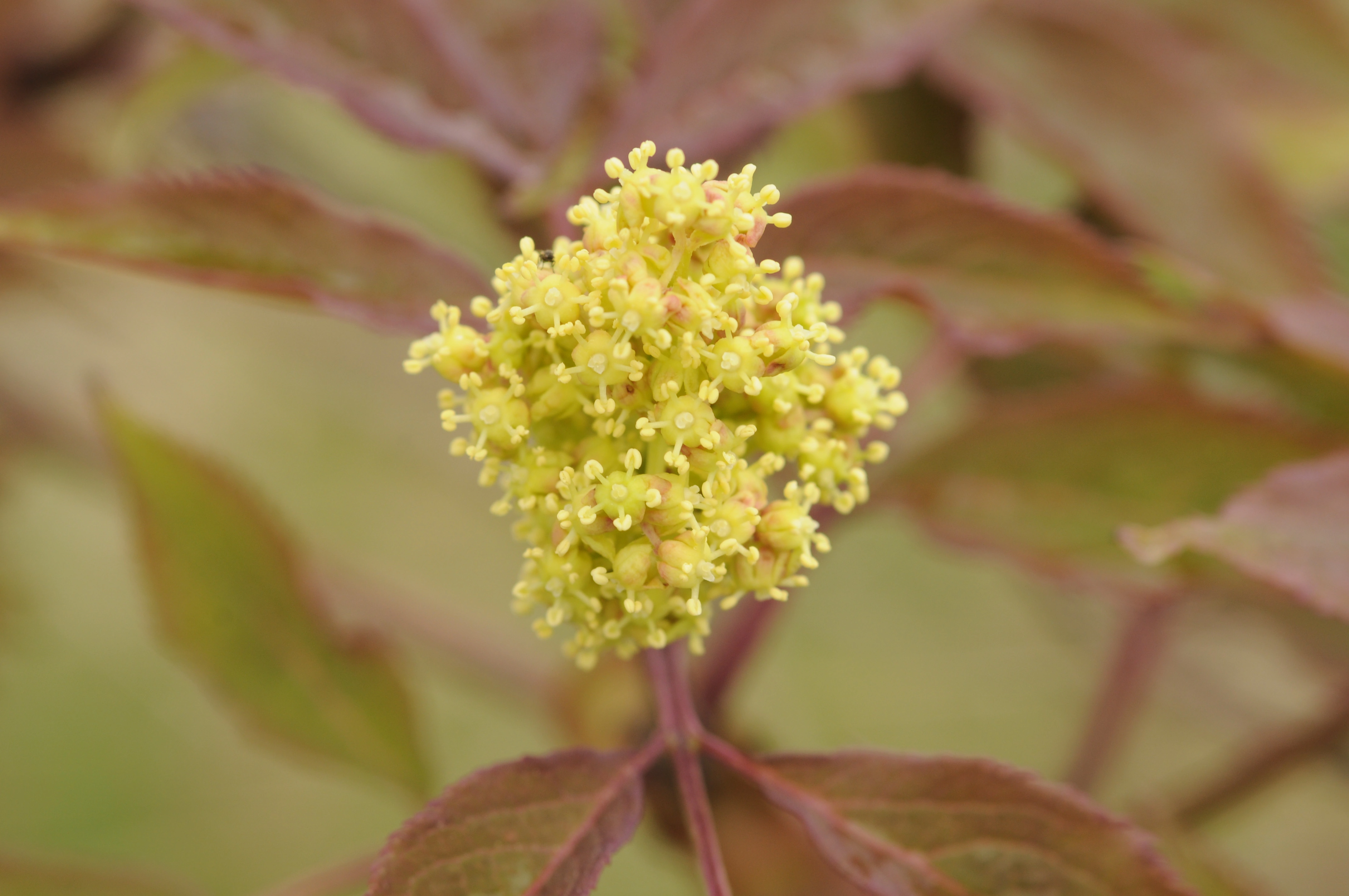 : Sambucus racemosa.