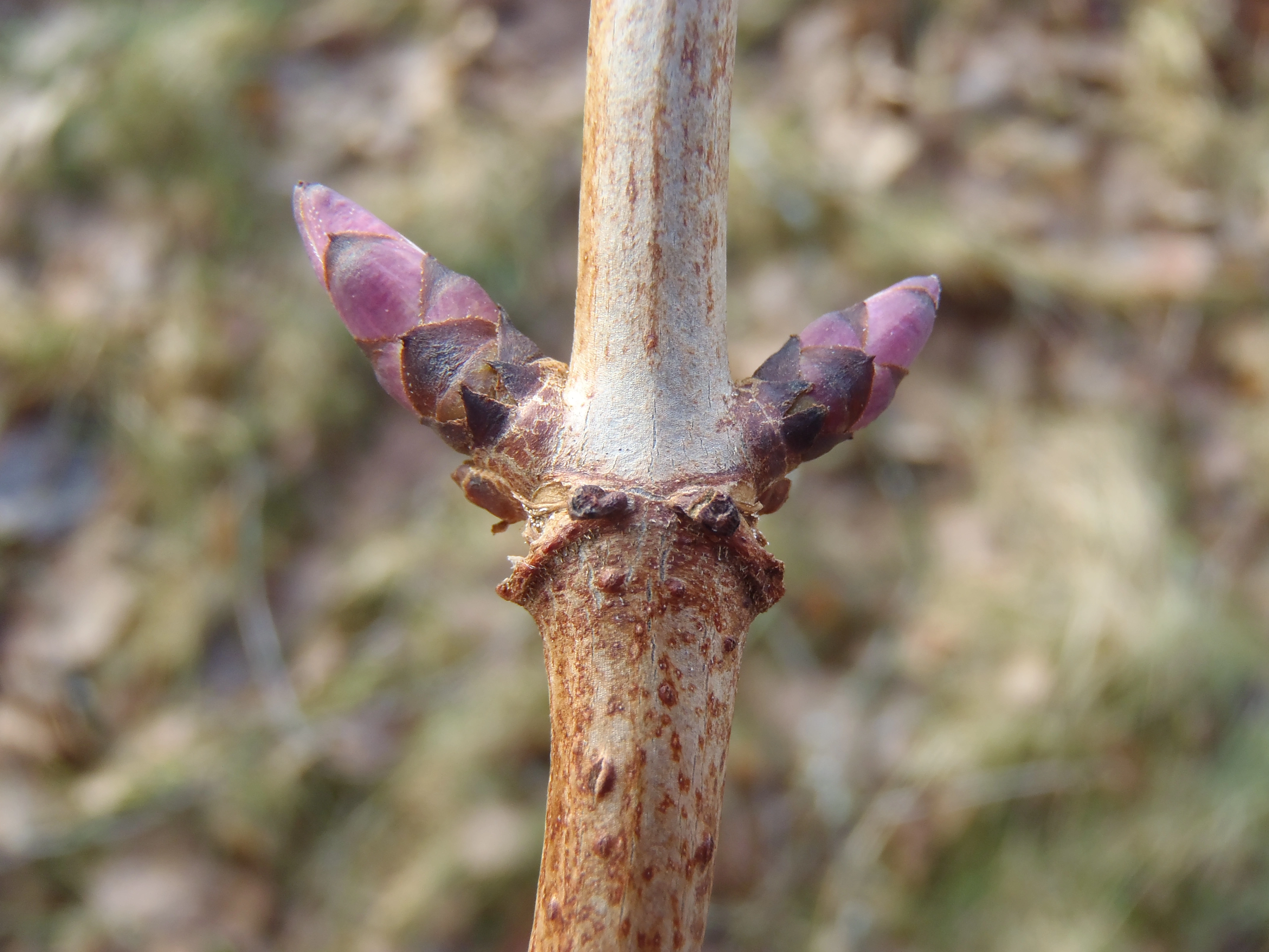 : Sambucus racemosa.