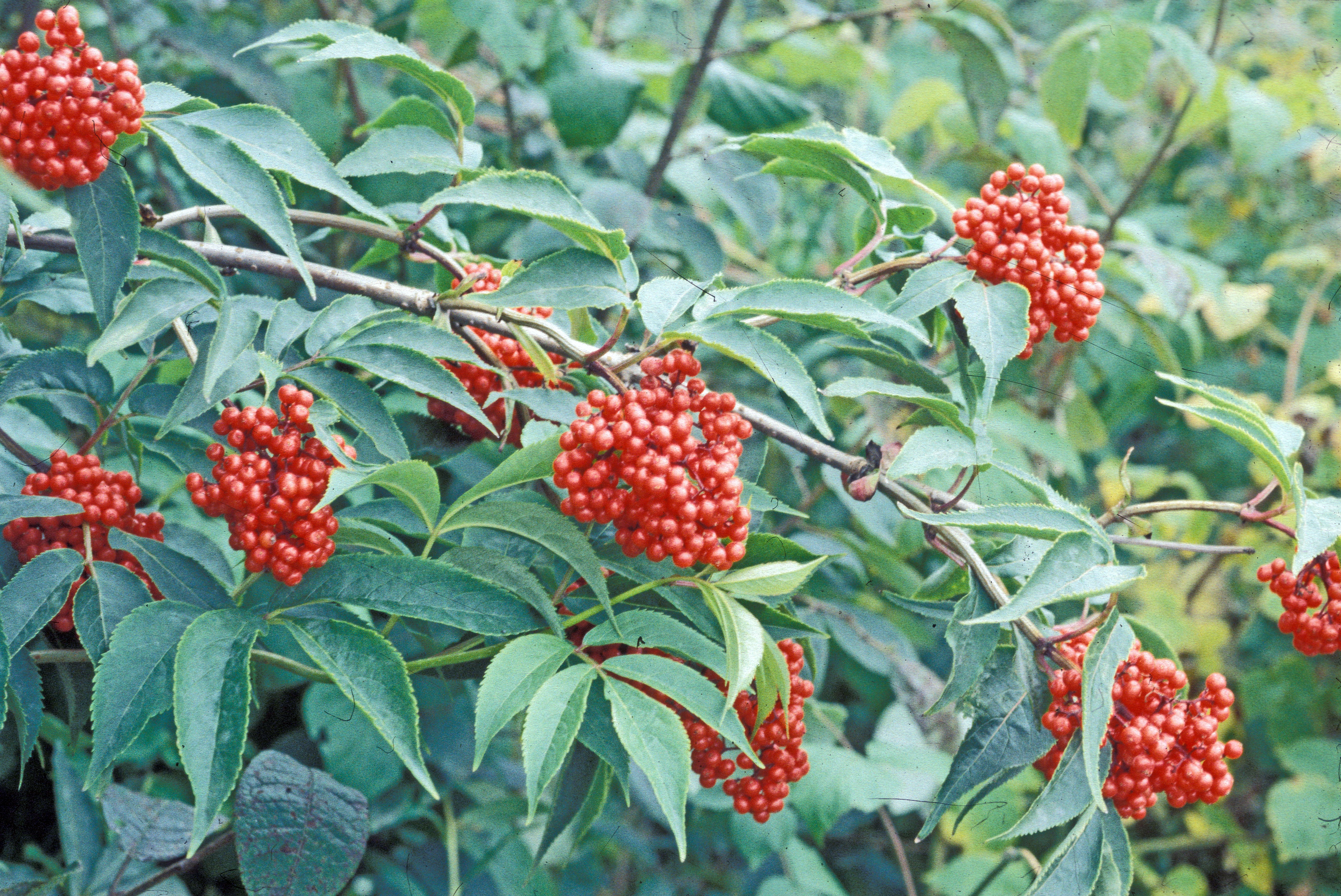 : Sambucus racemosa.