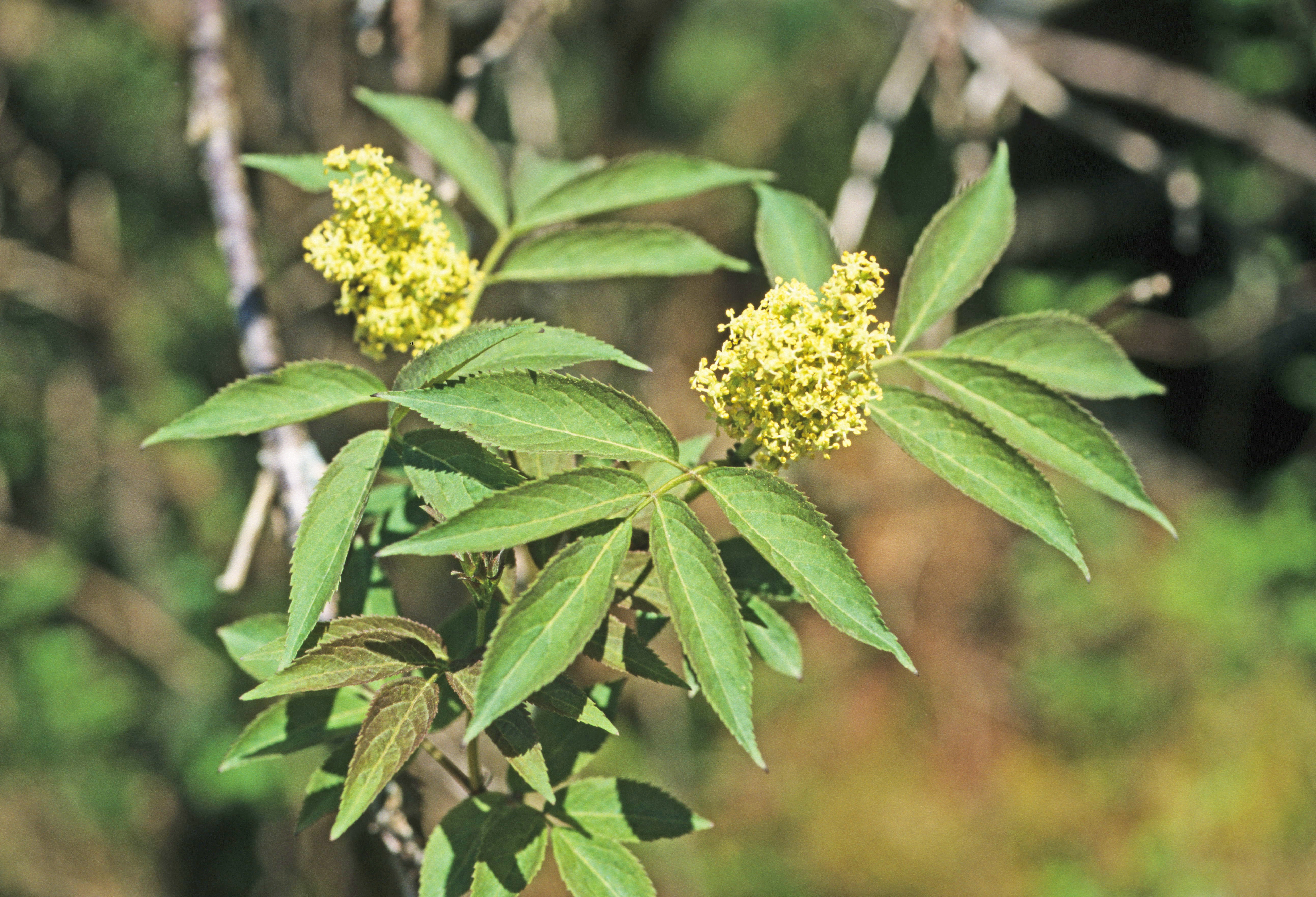 : Sambucus racemosa.