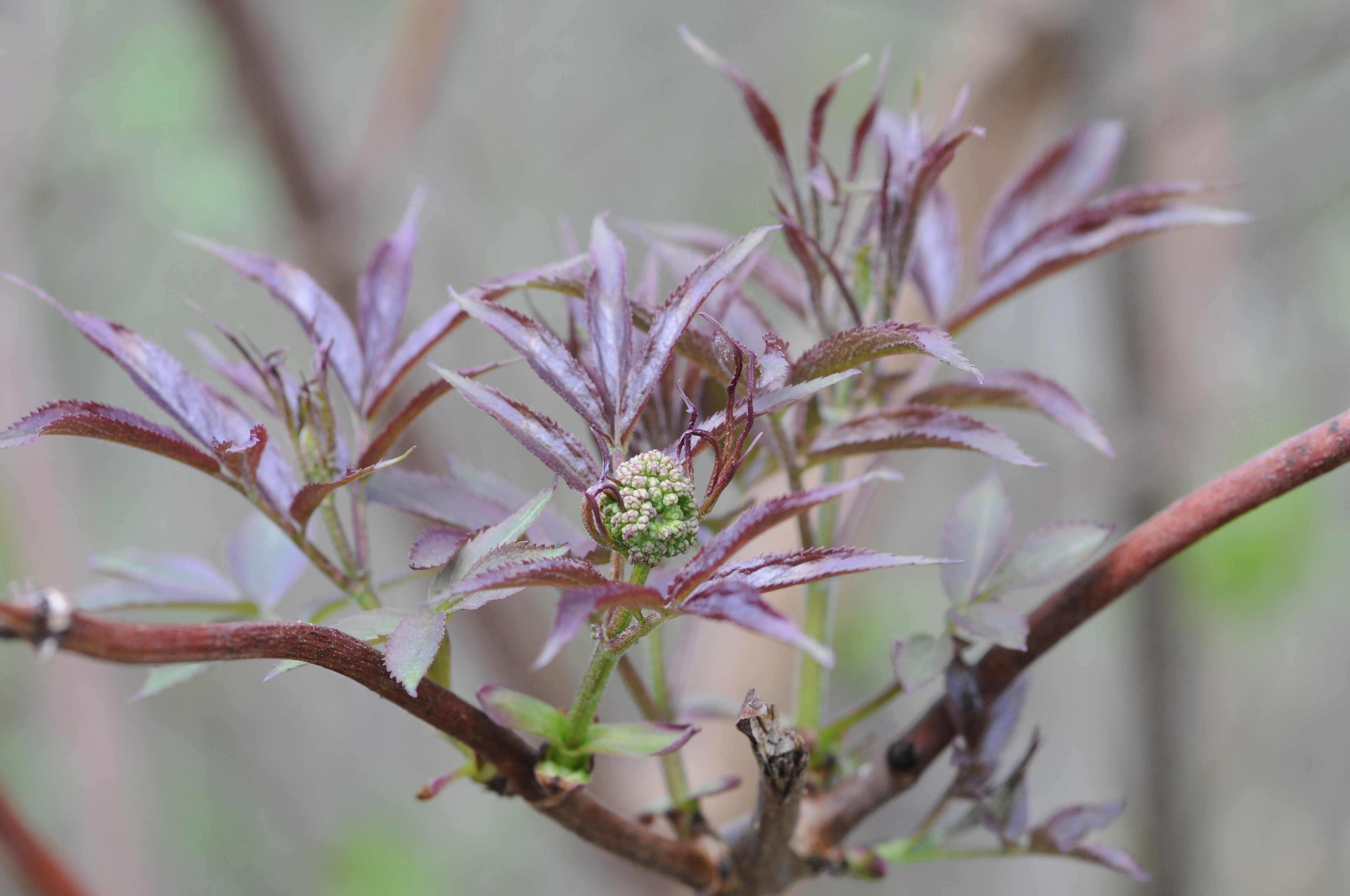 : Sambucus racemosa.