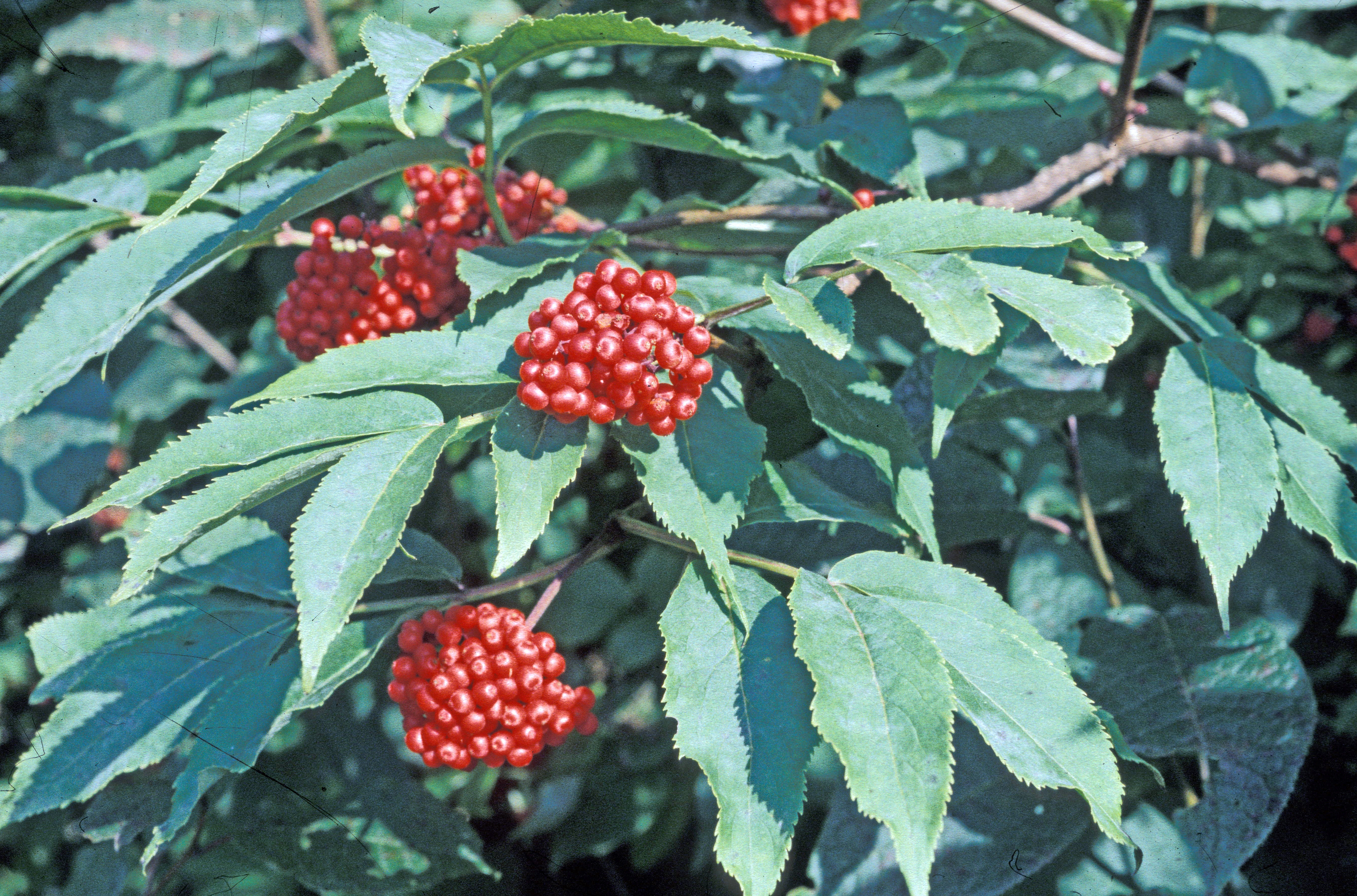 : Sambucus racemosa.