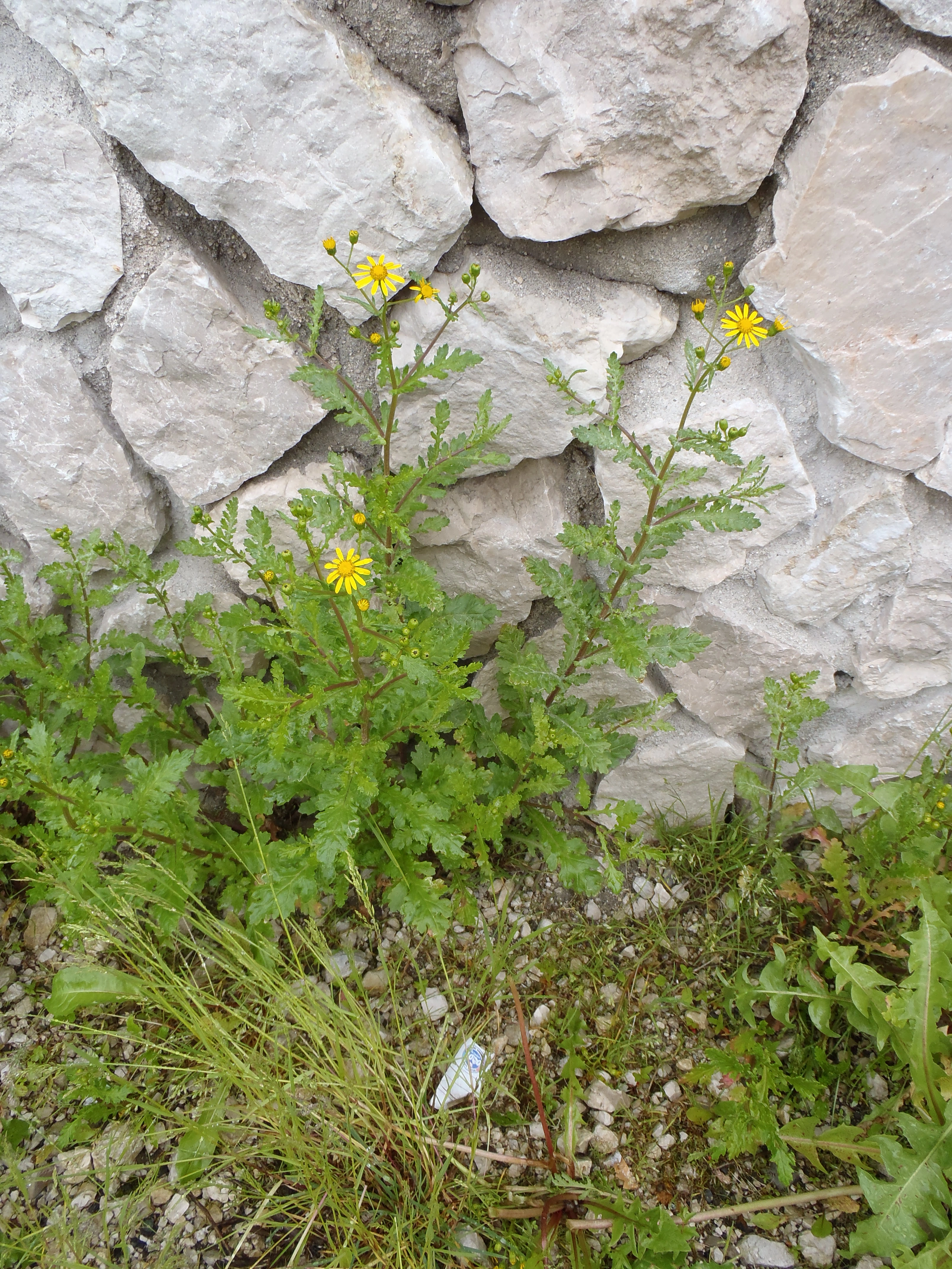 : Senecio squalidus.